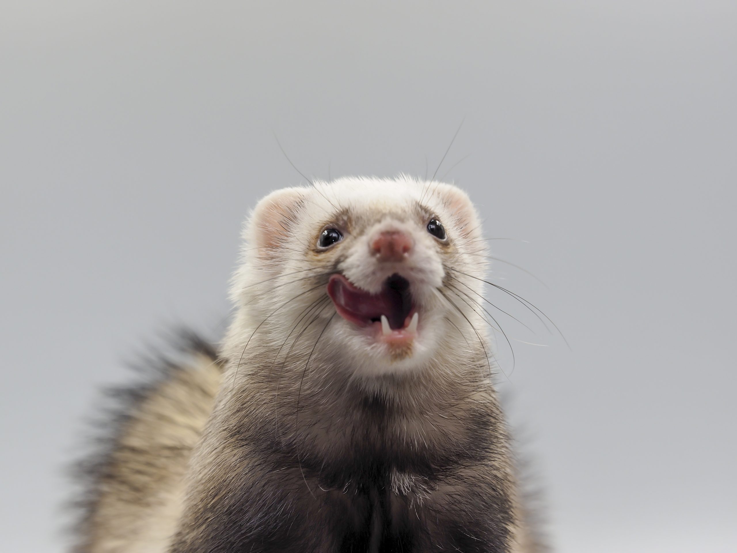 A ferret lick