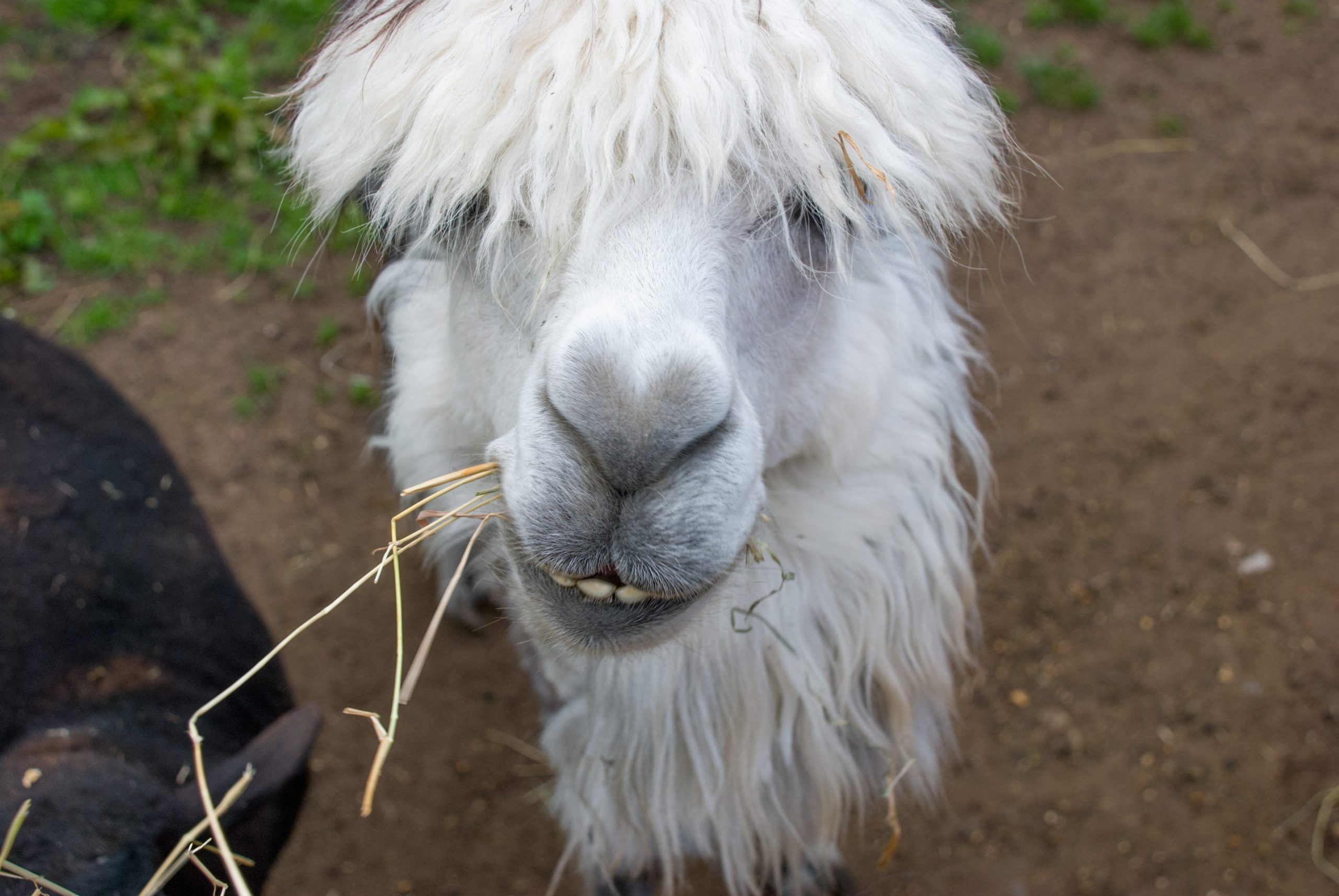 White Llama Front View