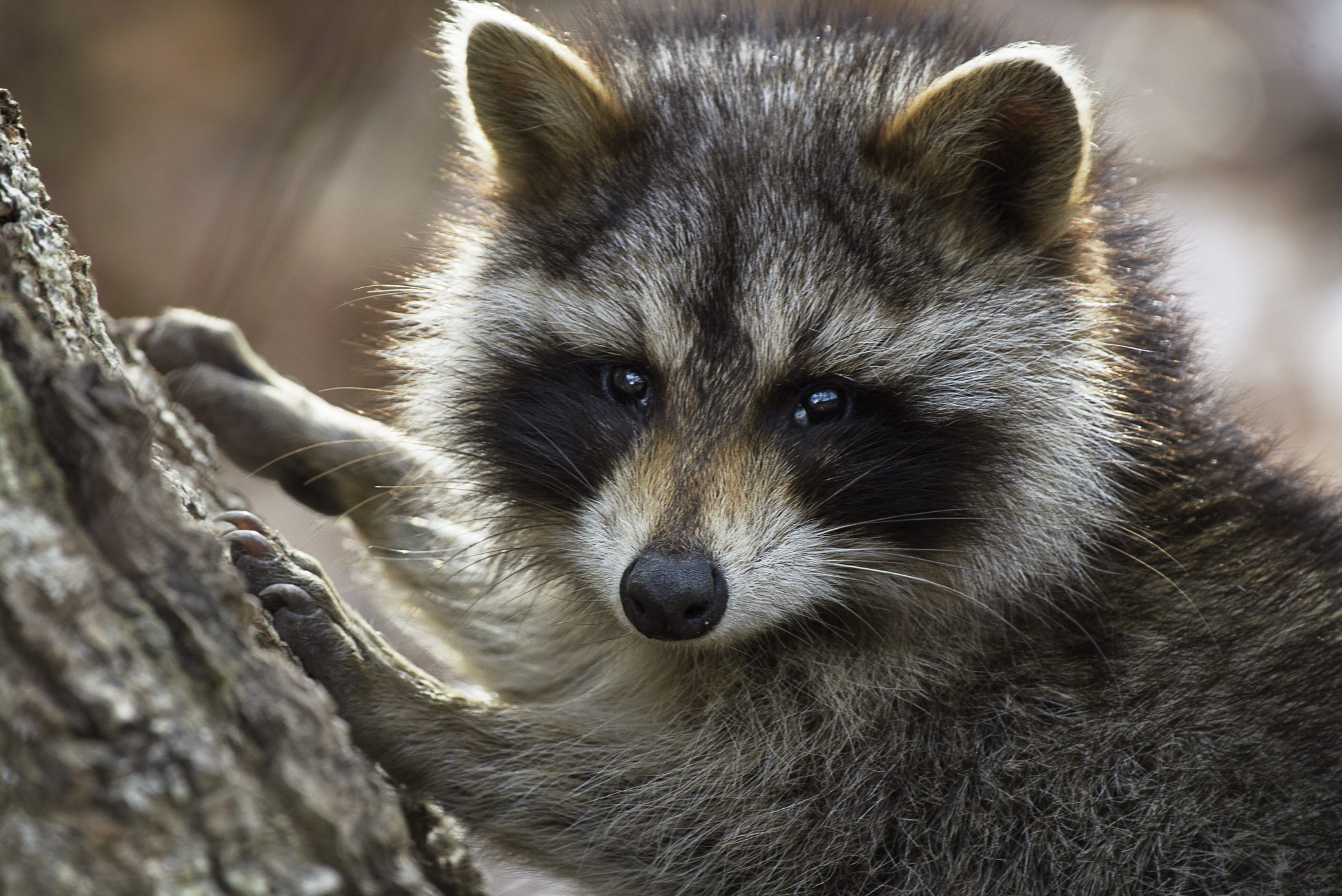 Adorable Raccoon Posing for Camera at Caumsett State Park, Long Island