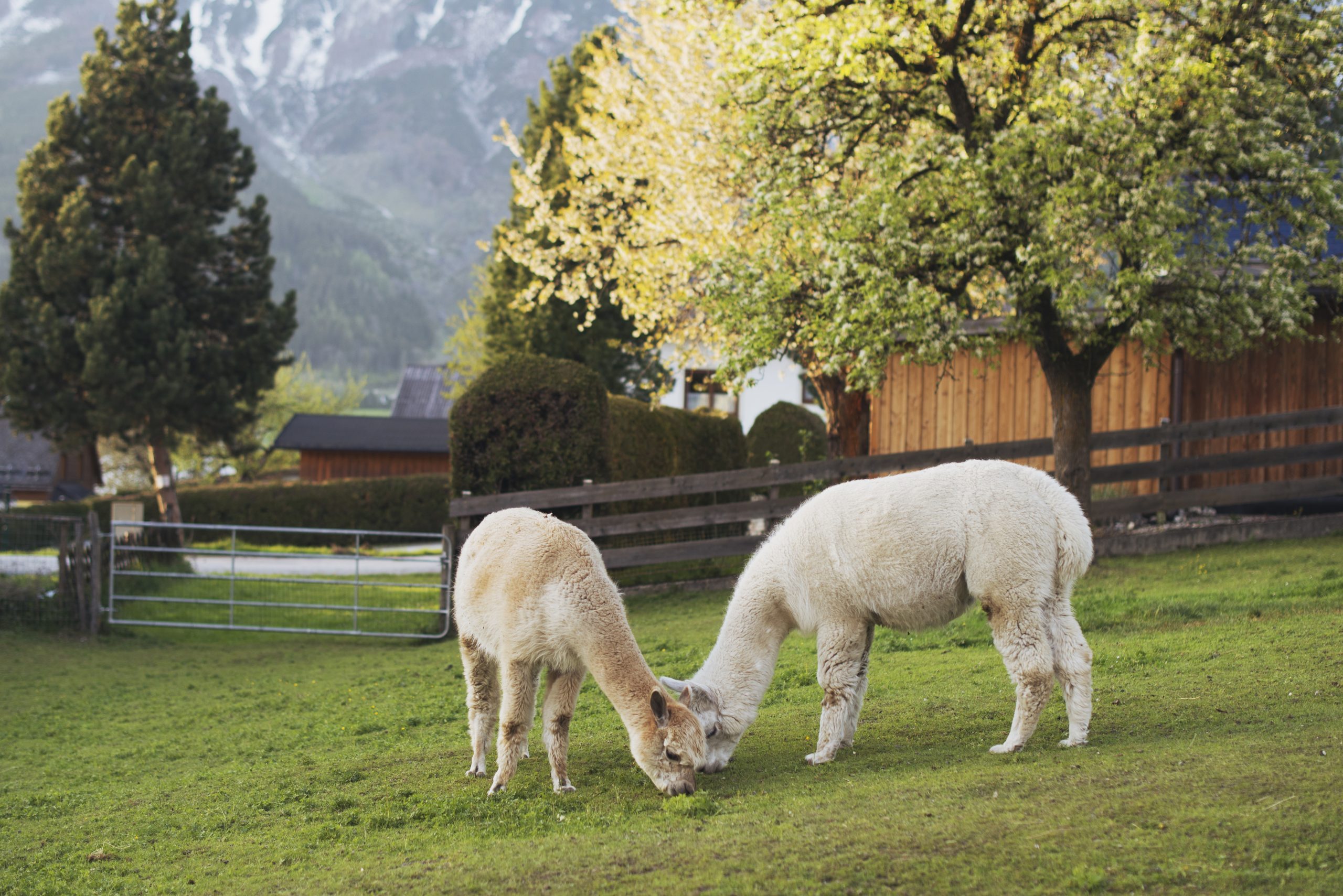 Two young alpacas graze and feed on a lawn