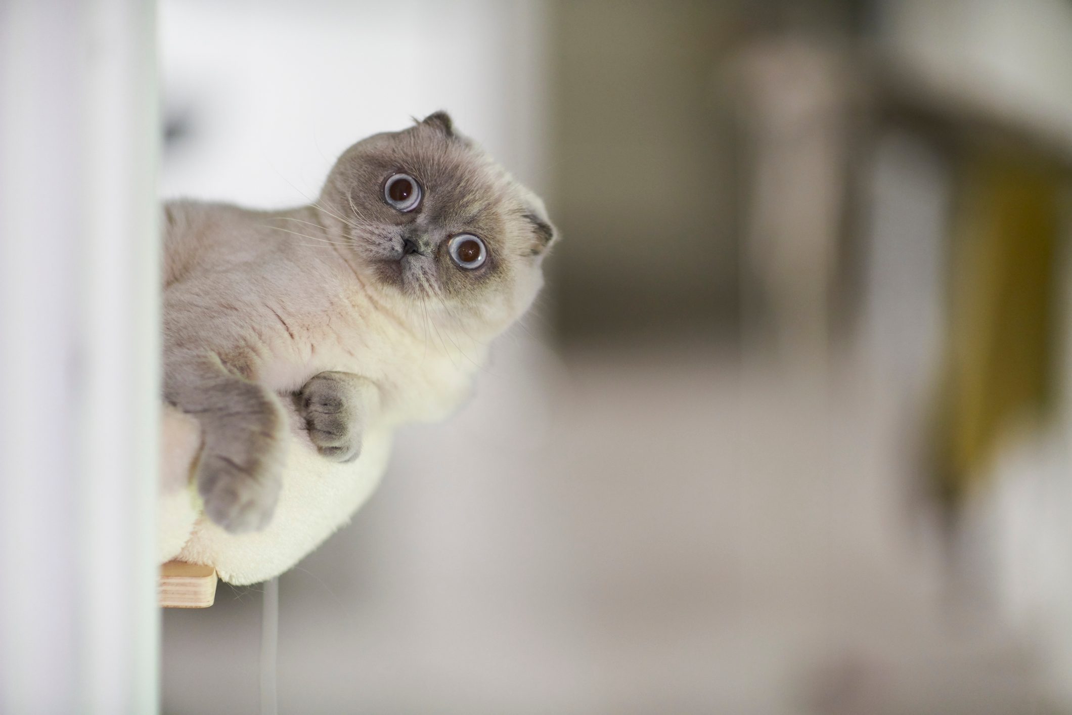 Scottish fold playing