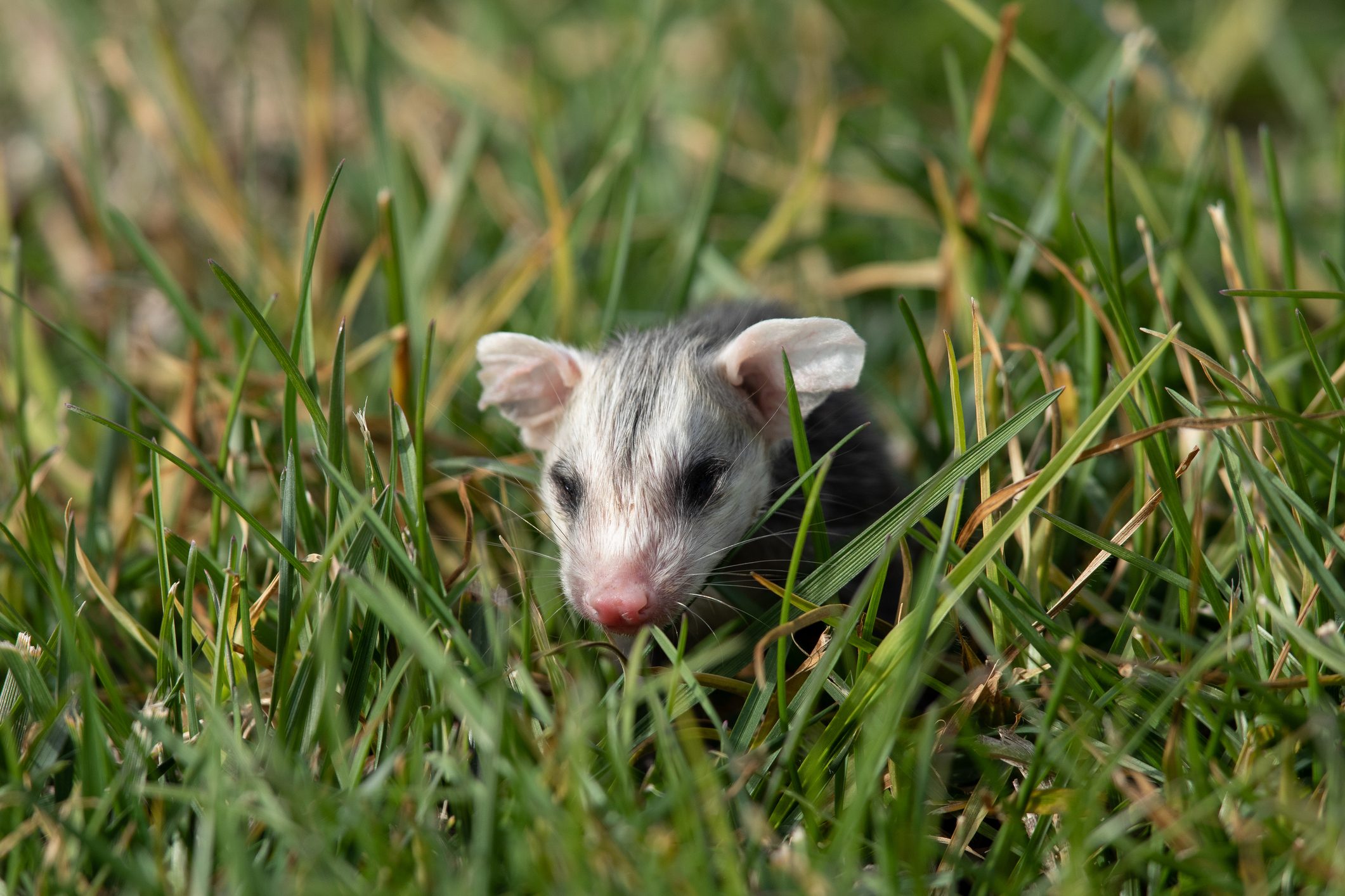 Baby opossum seen in the wild in North California