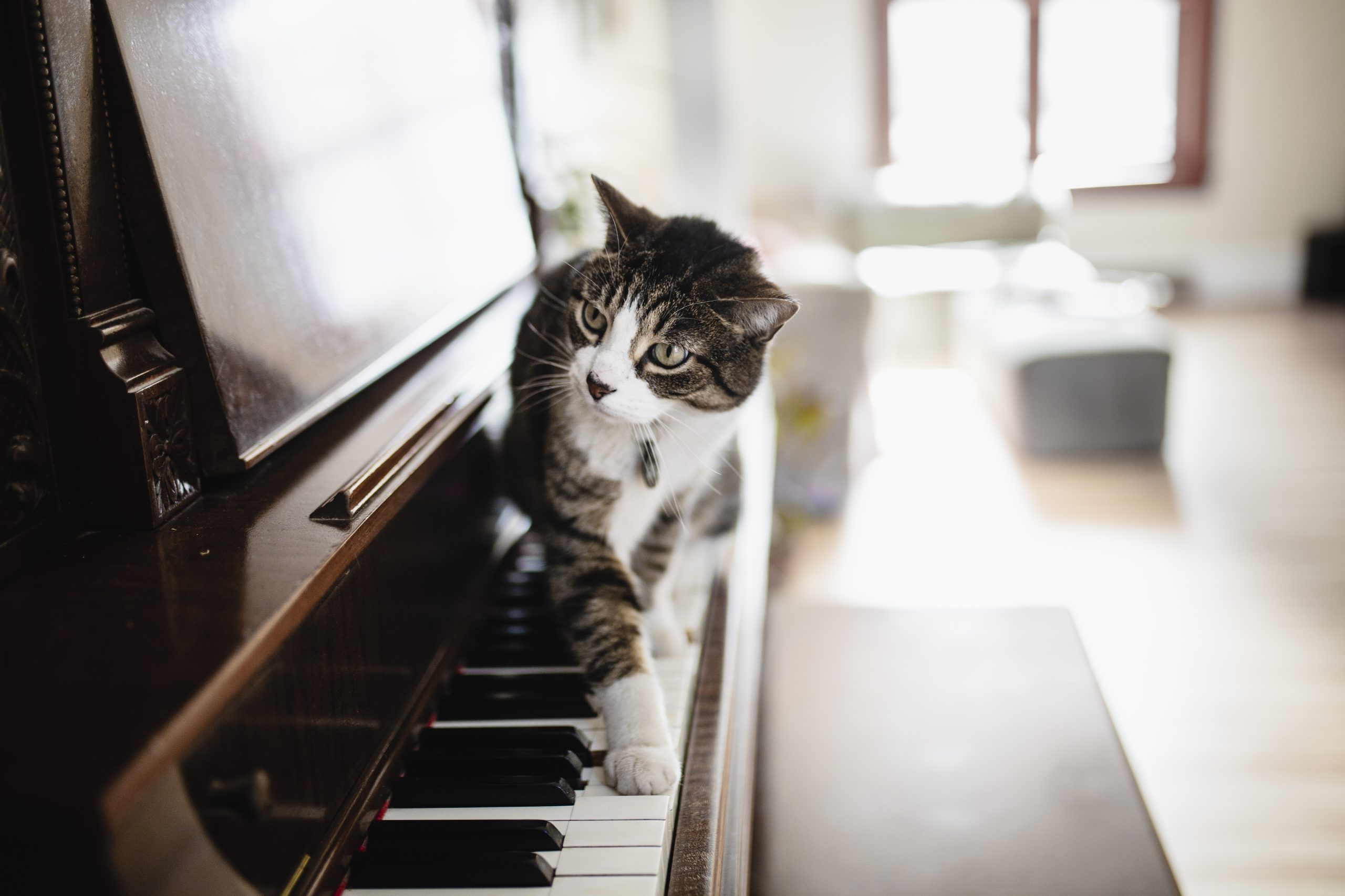 Domestic cat playing piano