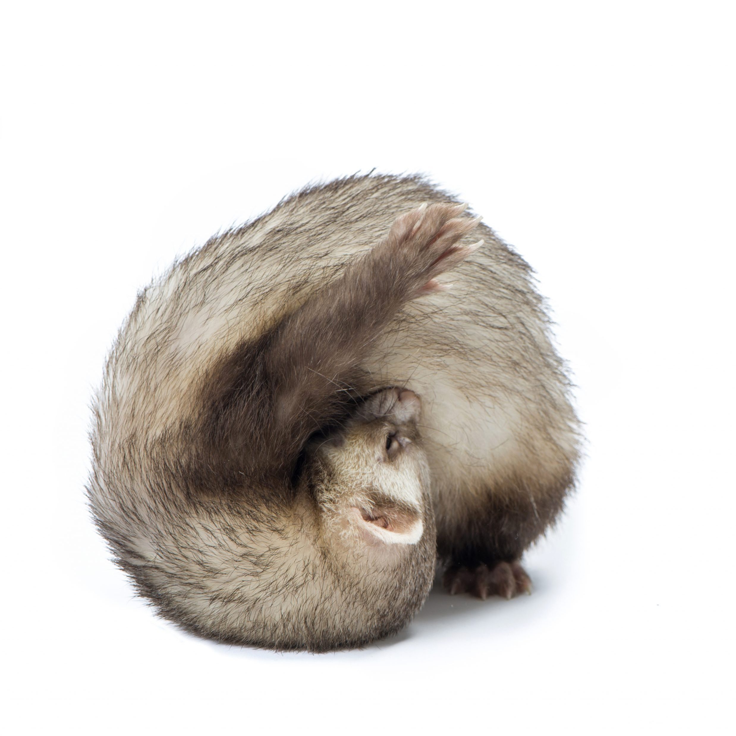Studio shot of ferret stands in yoga asana isolated on white