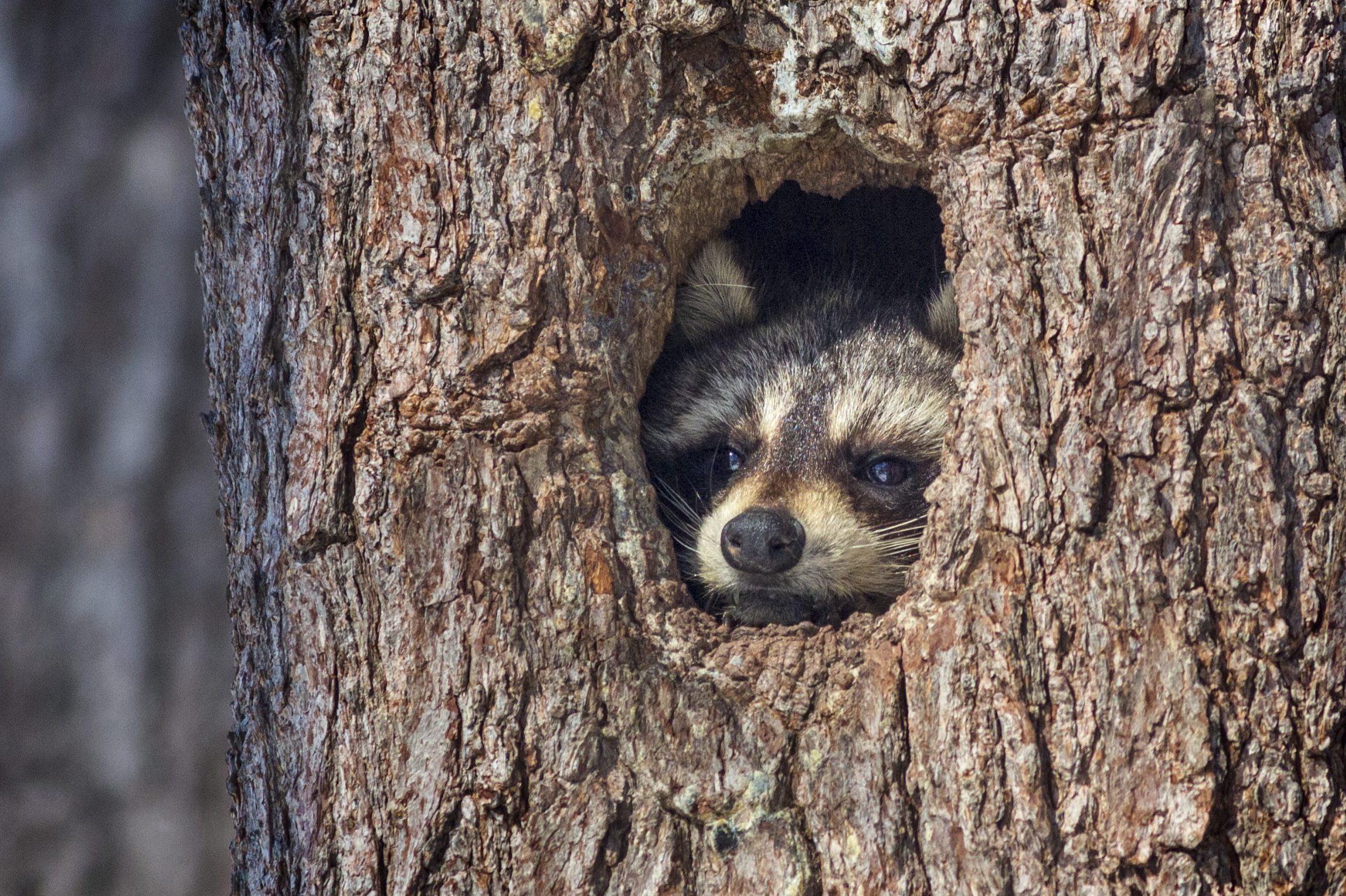 racoon in a tree