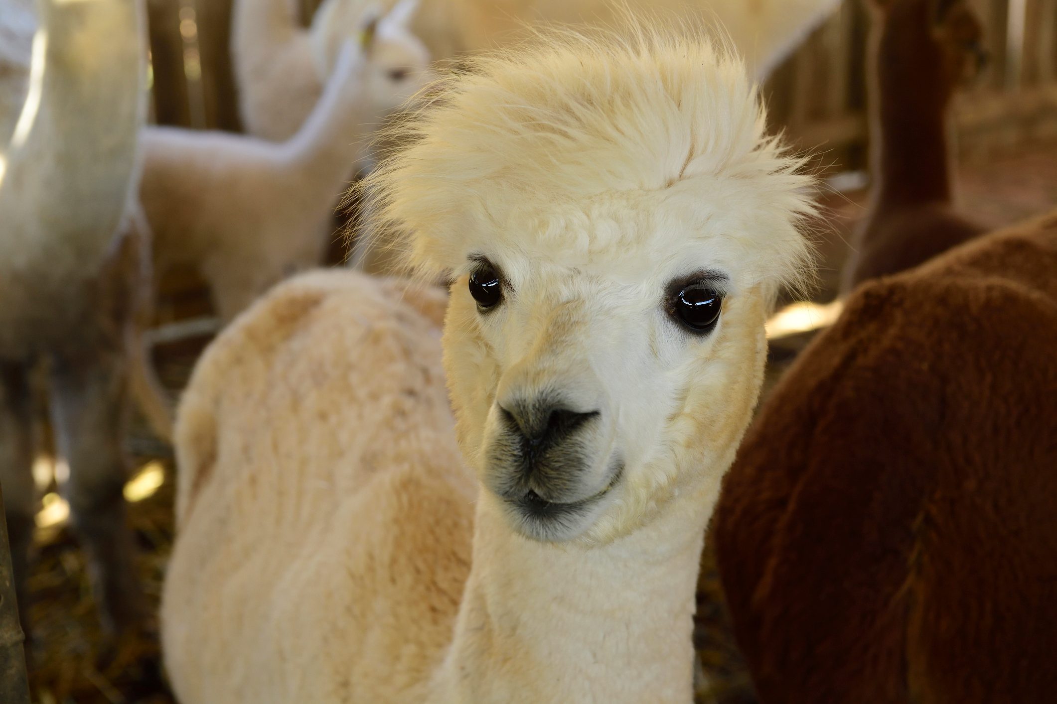 Portrait of young alpaca at stable