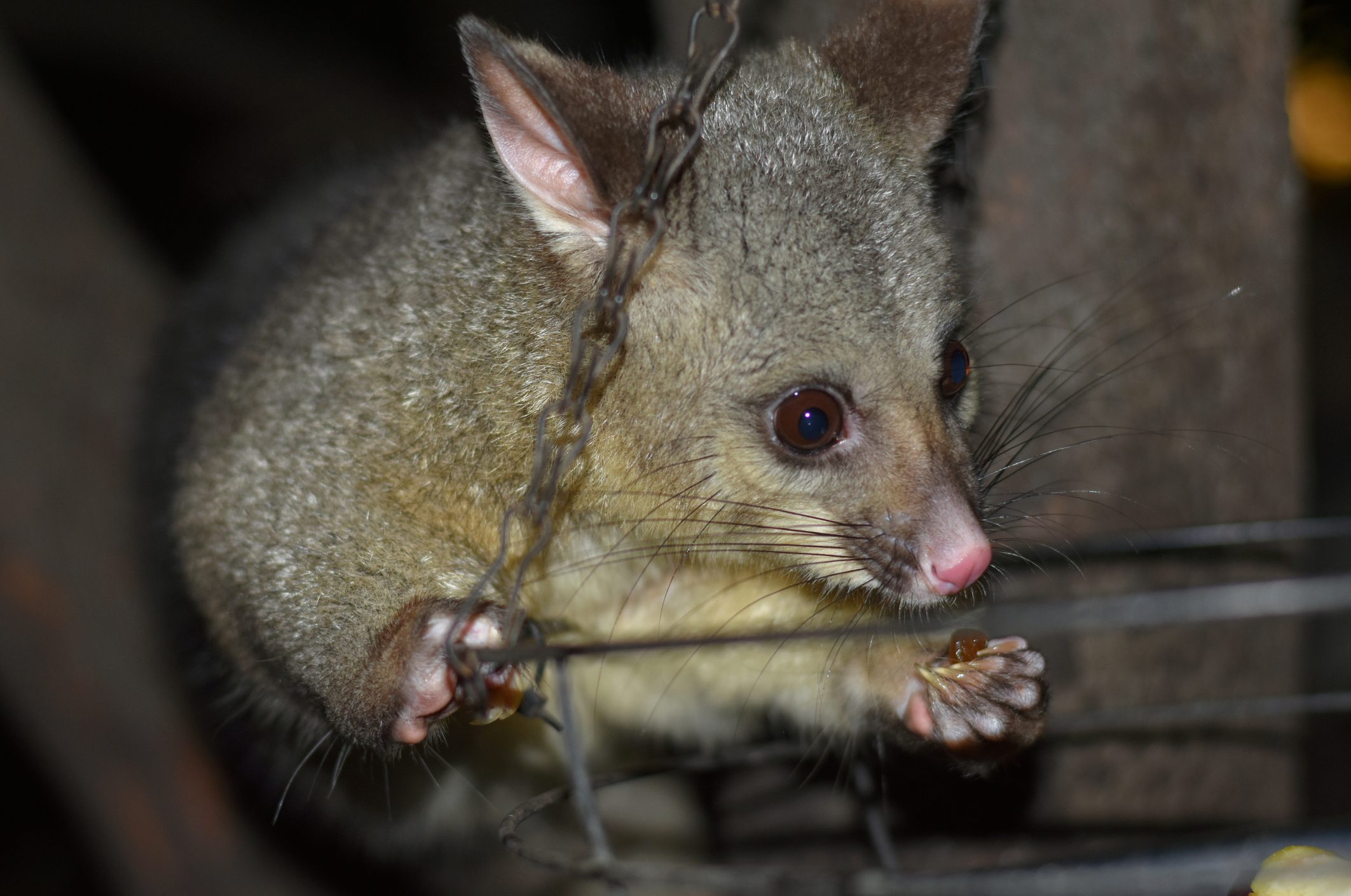 Brushtail Possum feeding