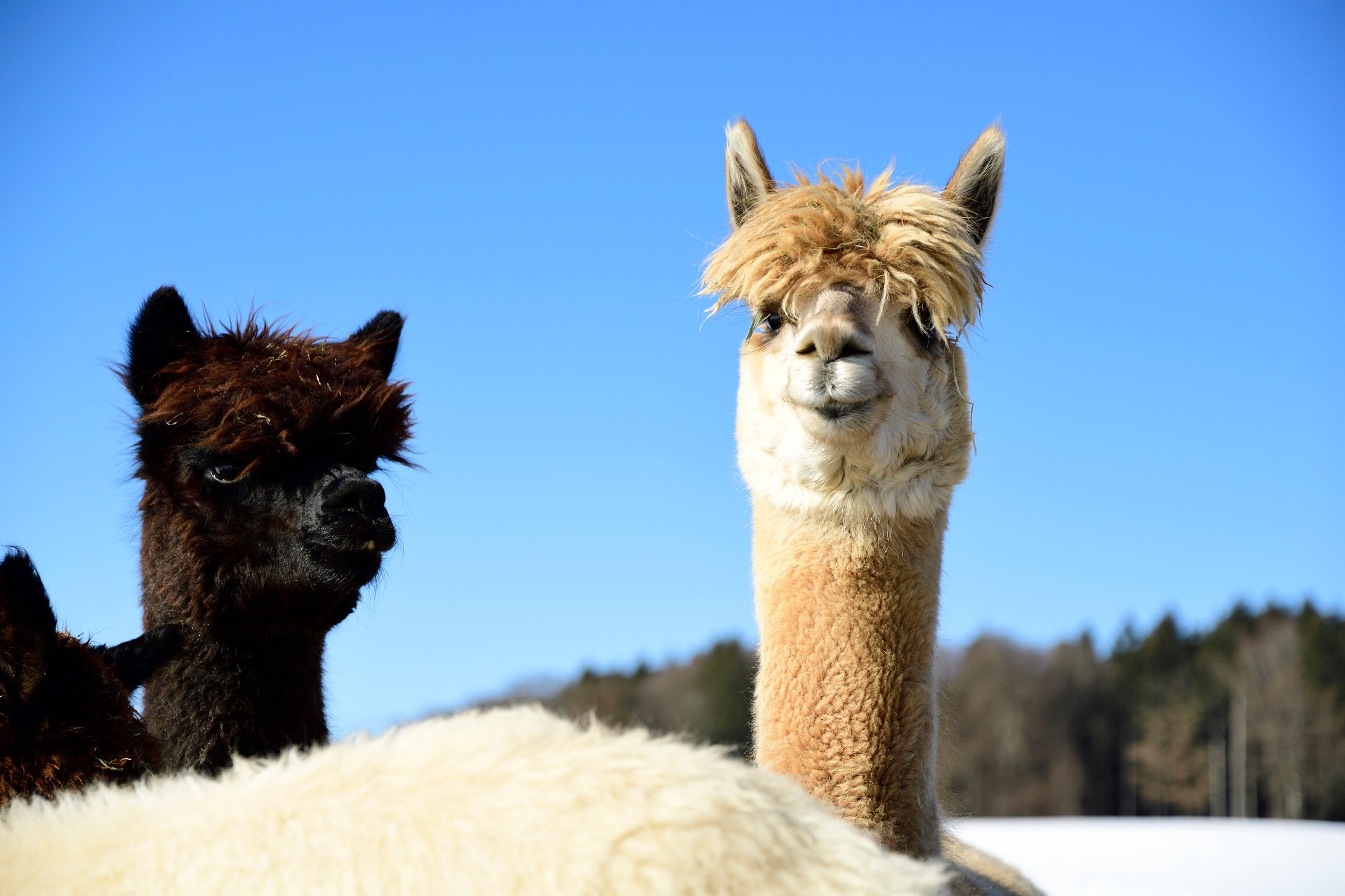 Portrait of two alpacas outdoors in winter