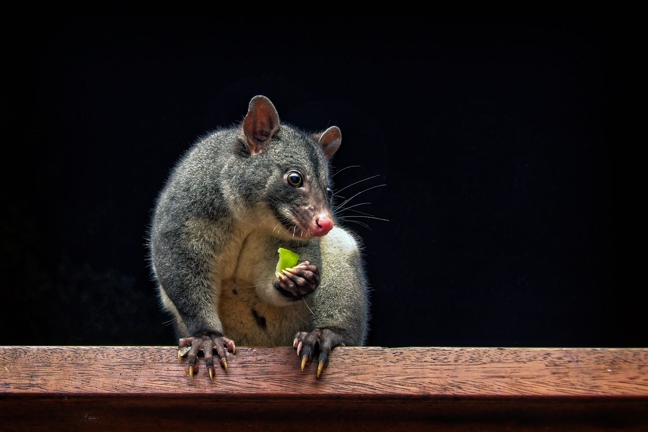 Mountain Possum (Trichosurus caninus)