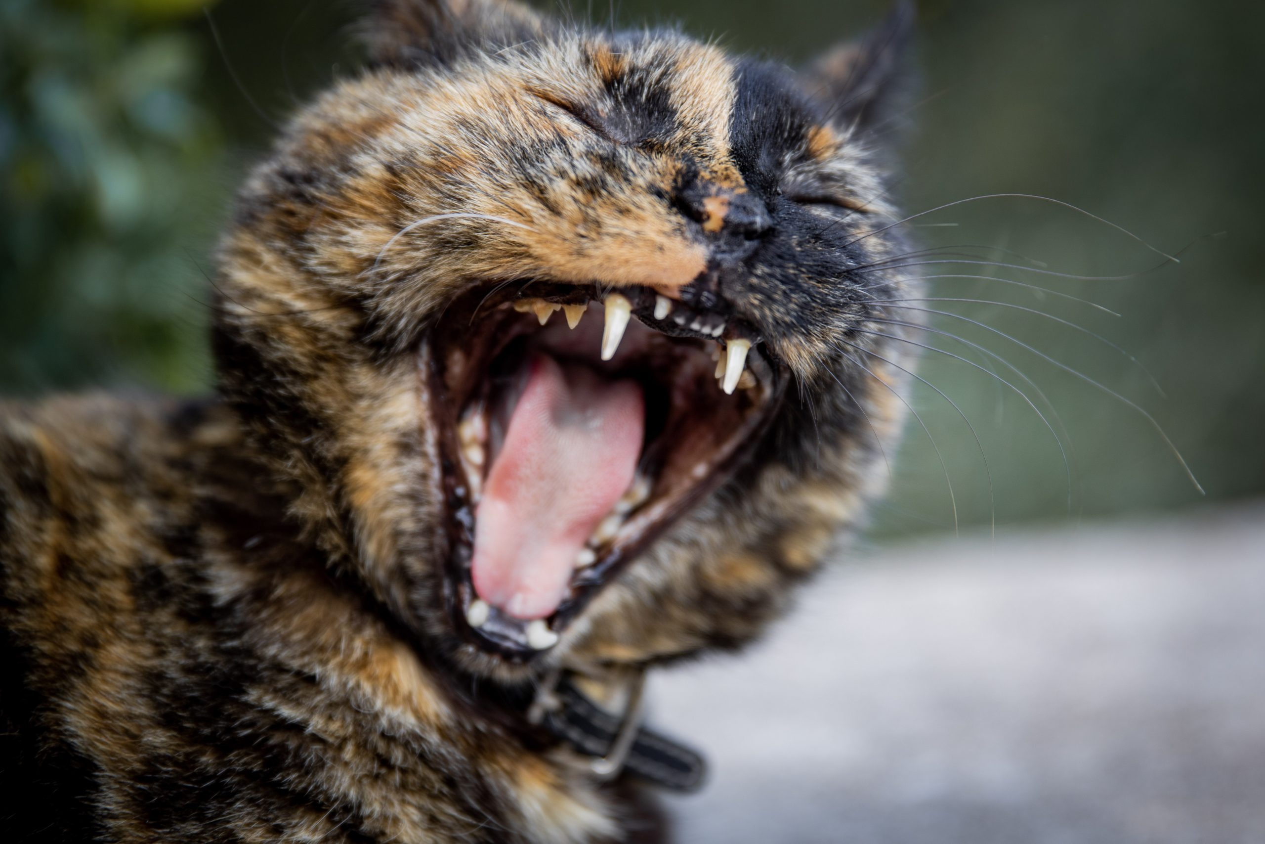 Yawning Cat