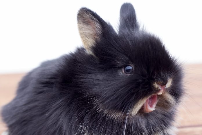 Rabbit with surprise face