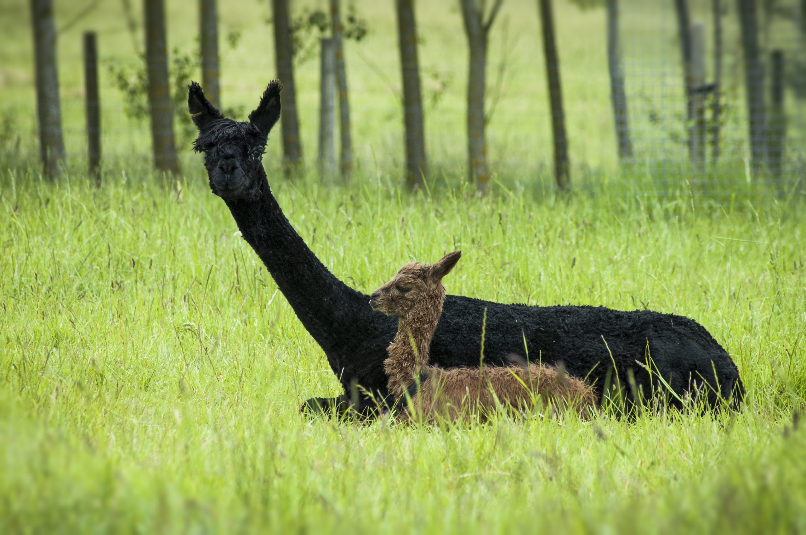 Alpaca mother and baby