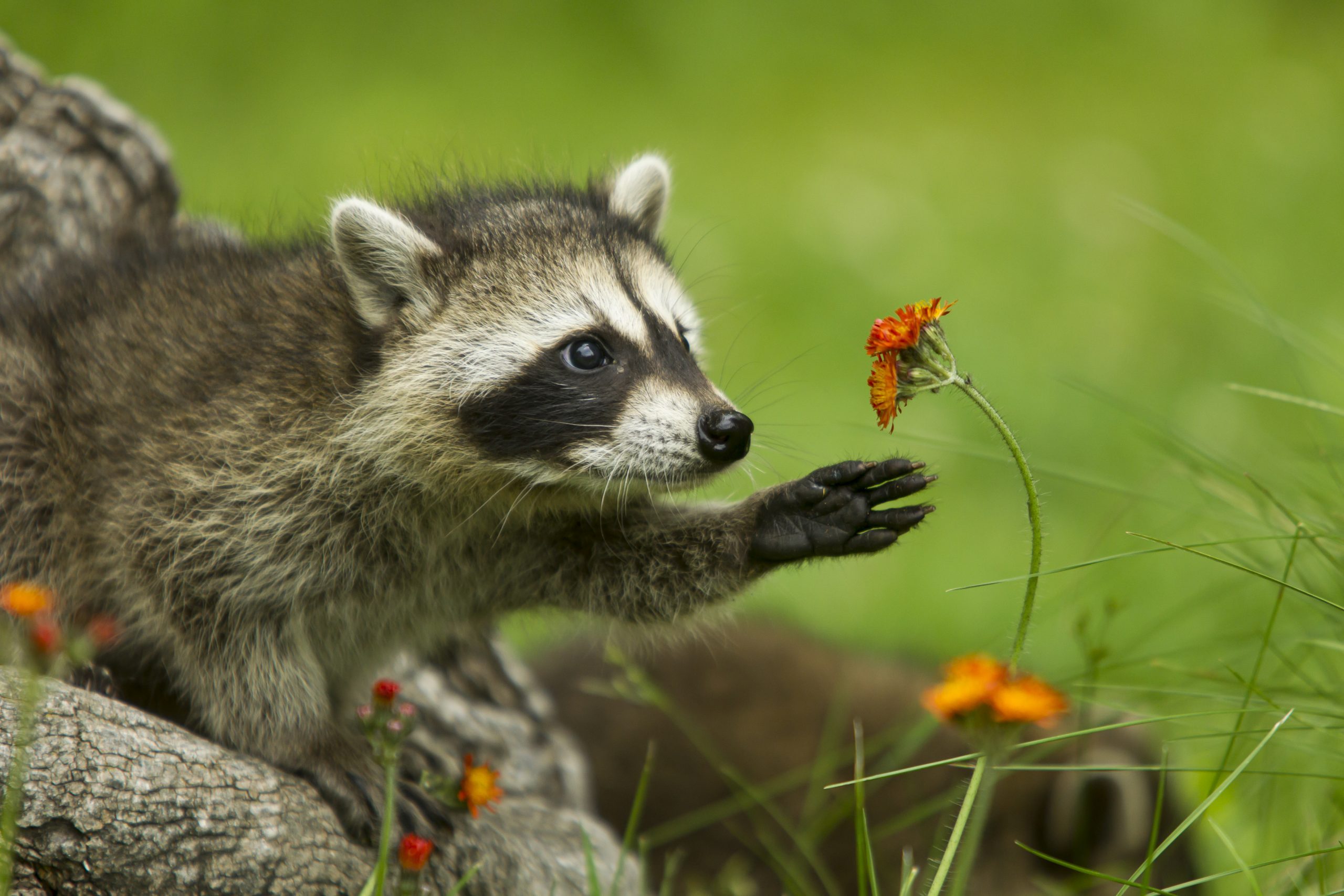Northern Raccoon reaching for flower