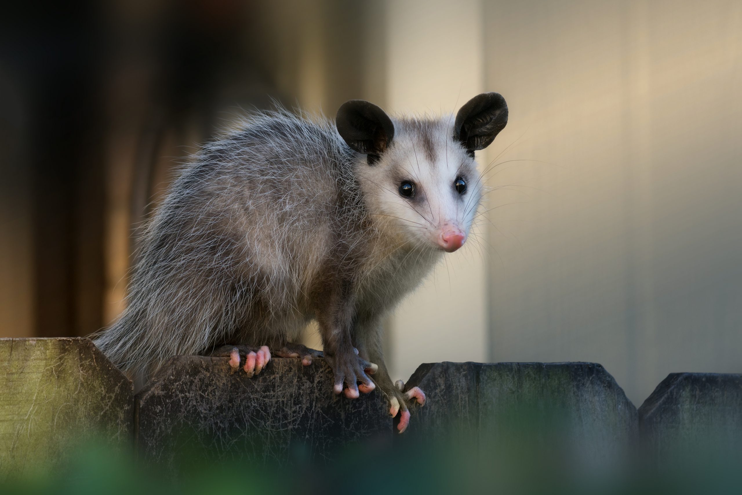 Young North American opossum (Didelphis virginiana) sits on a fence near the house.