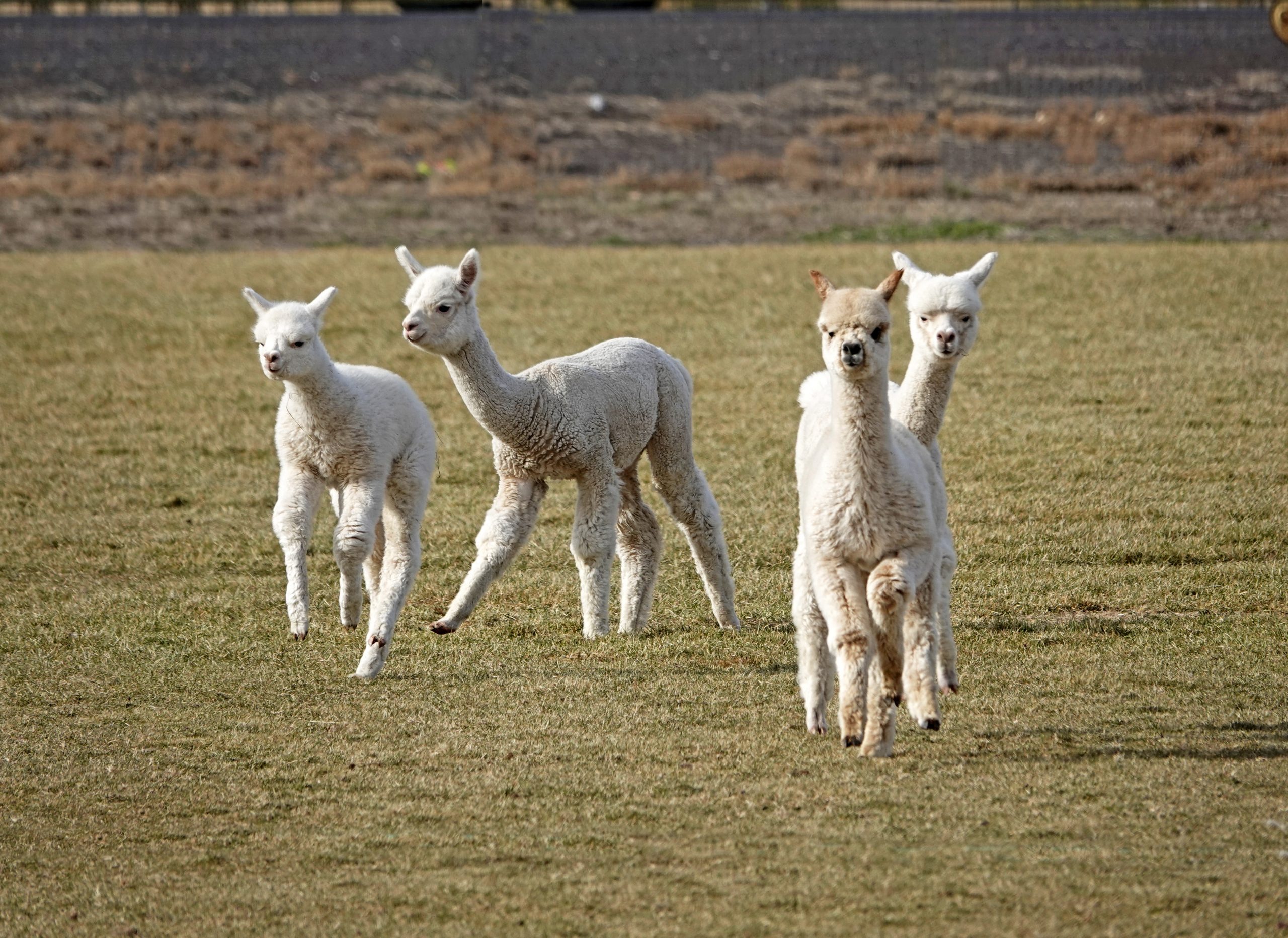 Suri Alpacas In A Pasture
