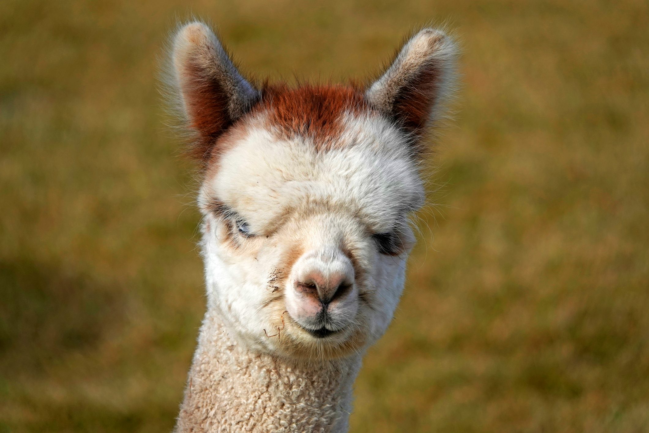 Suri Alpacas In A Pasture