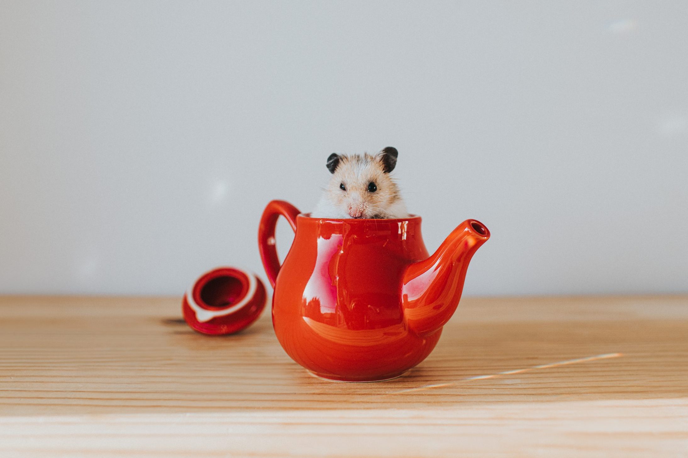 Hamster in a Teapot
