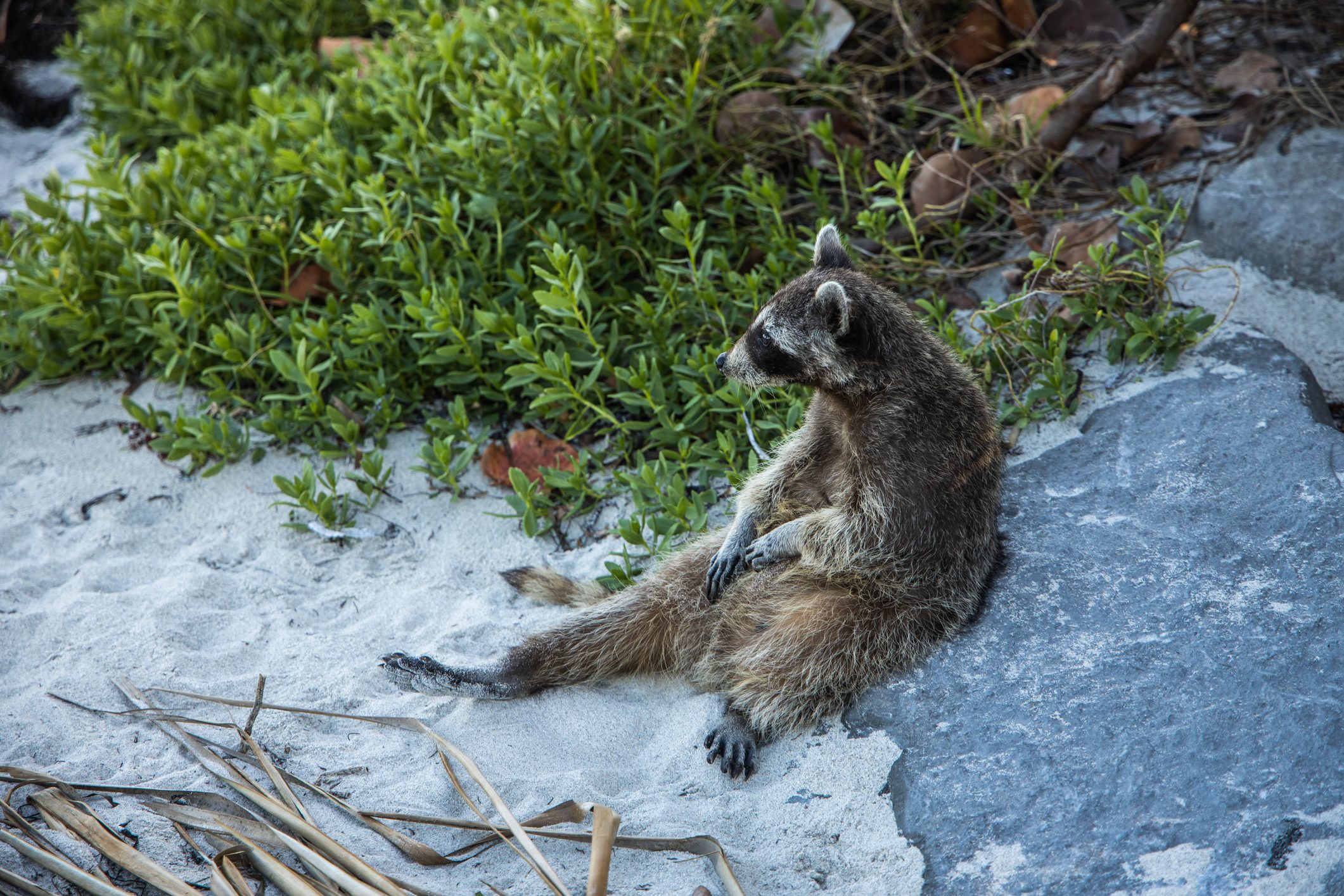 Sighting funny raccoon in the Key Biscayne state park scratching belly.