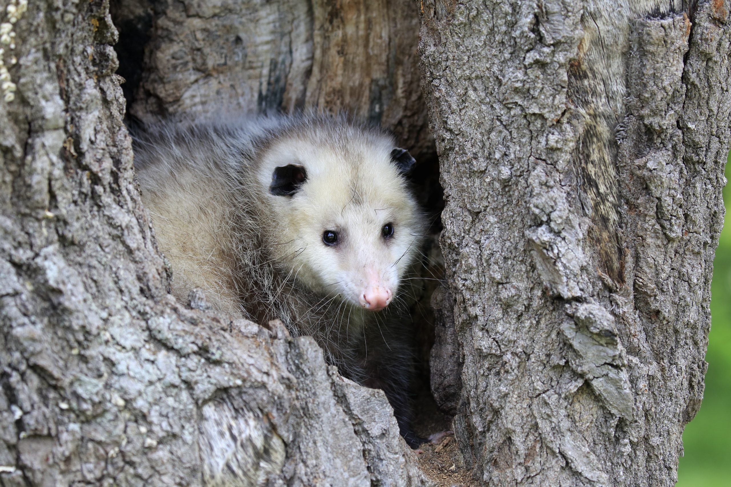 Virginia opossum, North American opossum, (Didelphis virginiana), adult looking out of den, Pine County, Minnesota, USA, North America