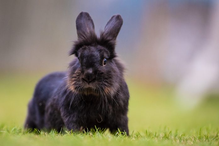 Rabit is enjoying the good weather