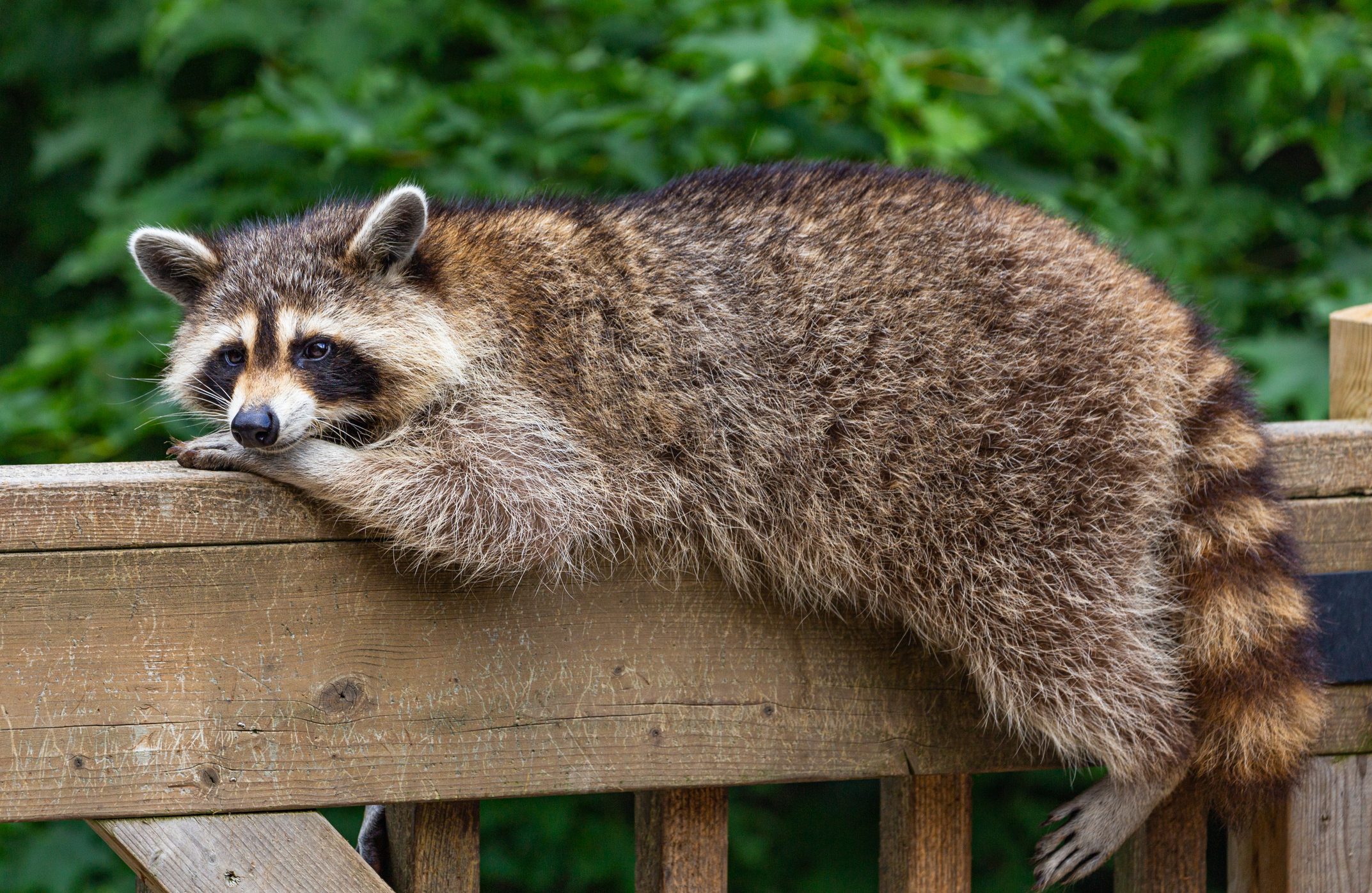 Portrait Of A Raccoon Resting On A Wood Railing.