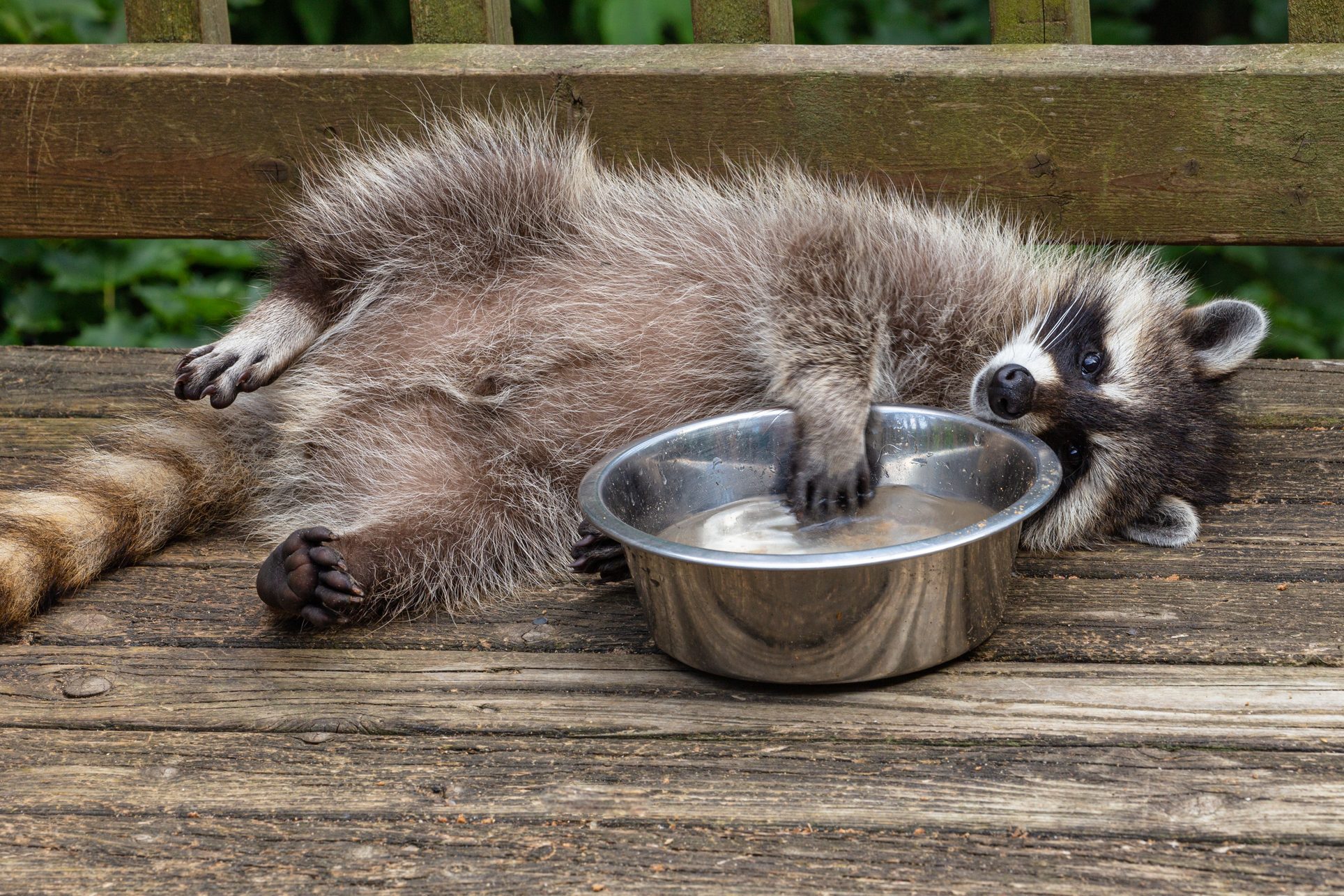 View Of A Baby Raccoon Playing With Water Bowl On A Wooden Deck.