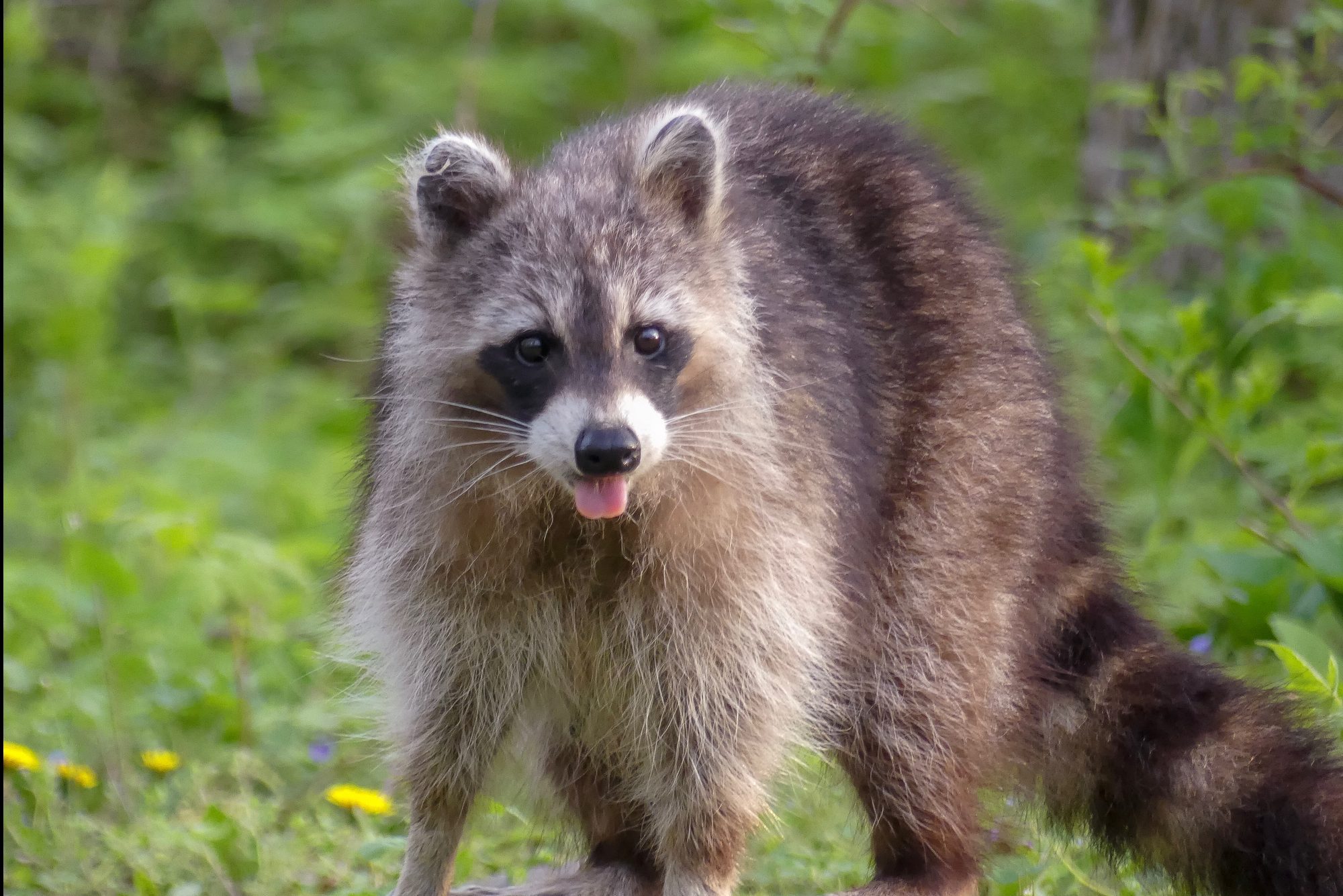 Portrait Of Racoon Standing On Field