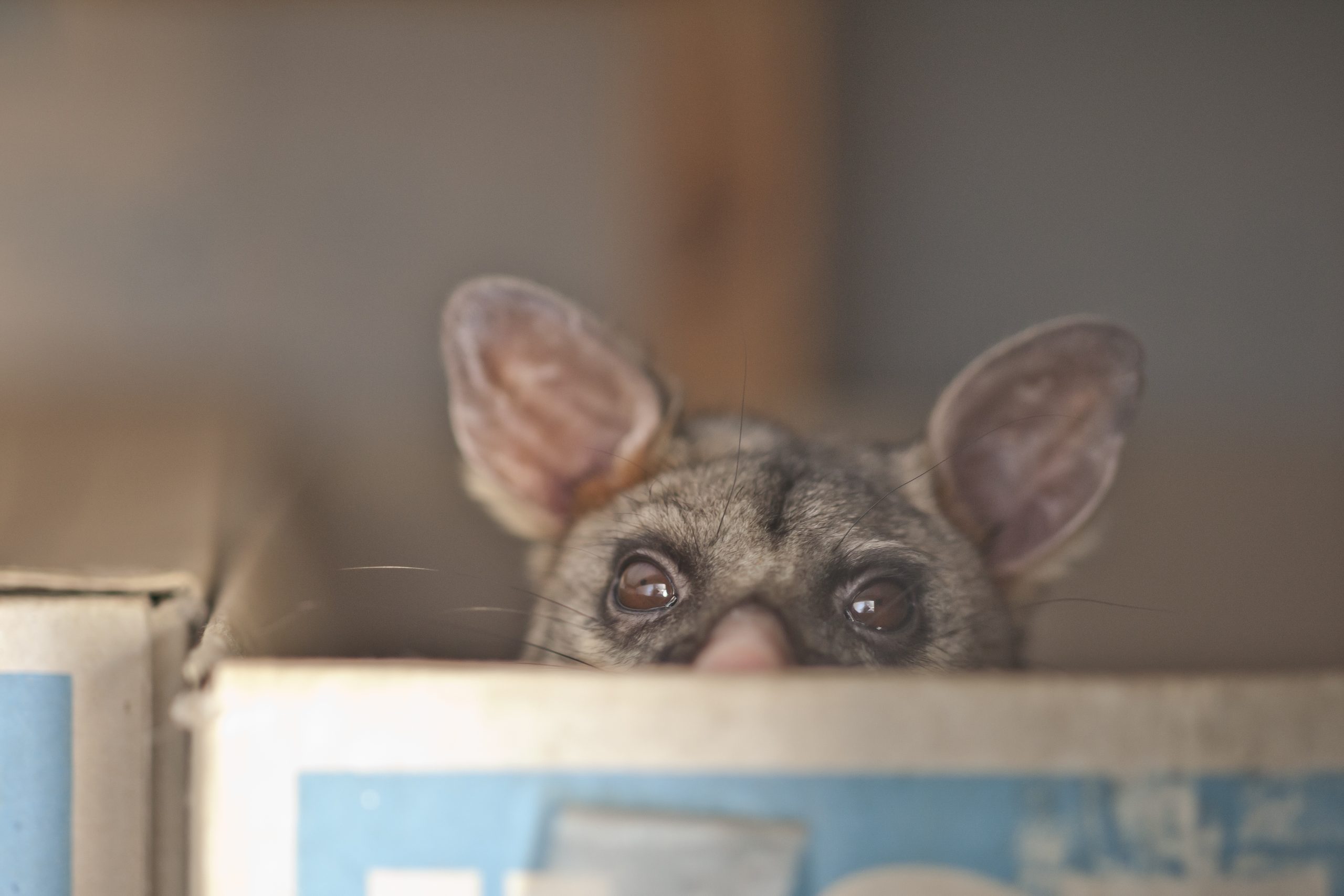 Possum in box
