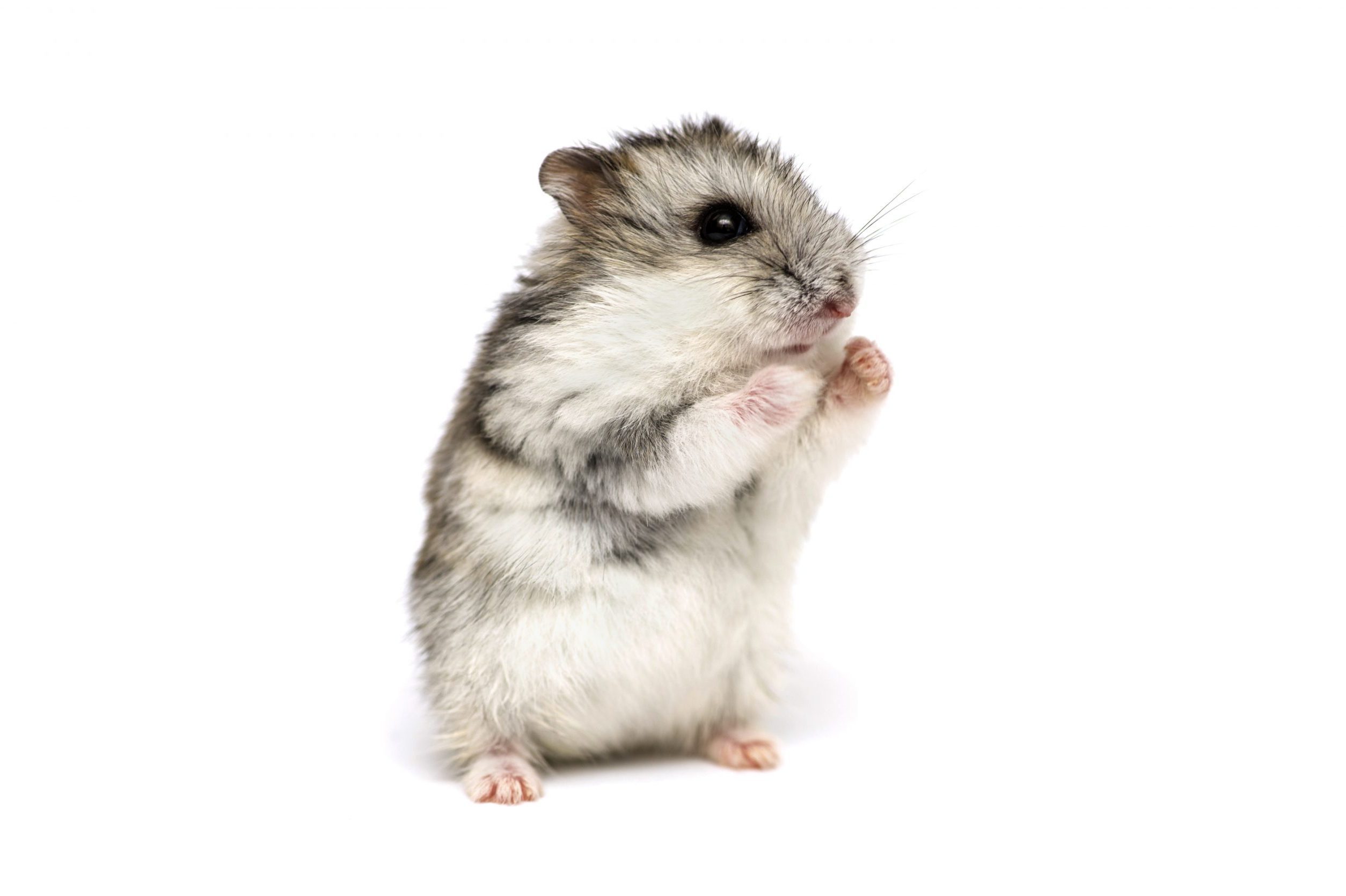 Small domestic hamster isolated on white background. Gray Syrian hamster stands on his hind legs isolated on a white background
