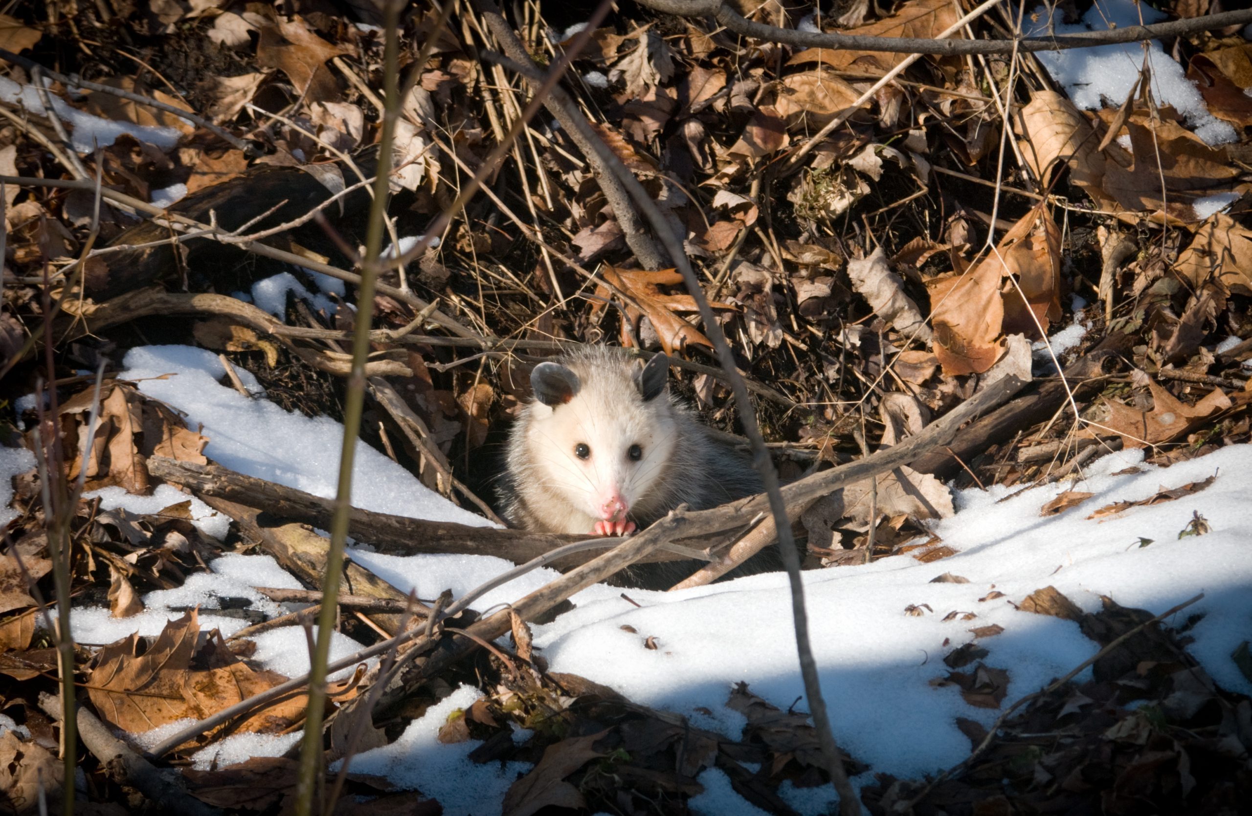 Opossum Peeking From Its Hole