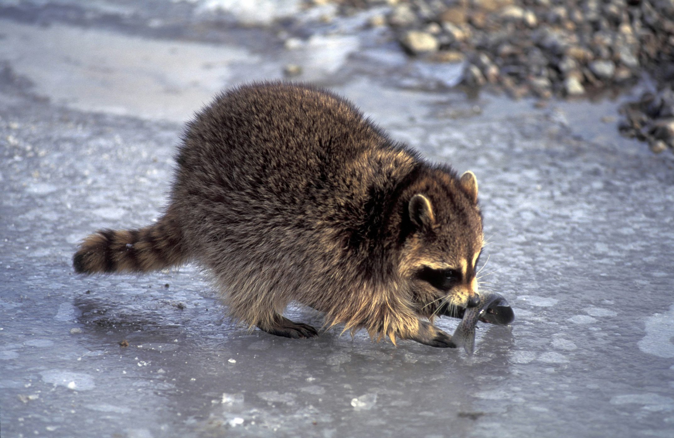 RACCOON, PROCYON LOTOR, FISHING; UINTA NATIONAL FOREST, UT