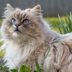 20 Cutest Cat Breeds You'll Want to Adopt