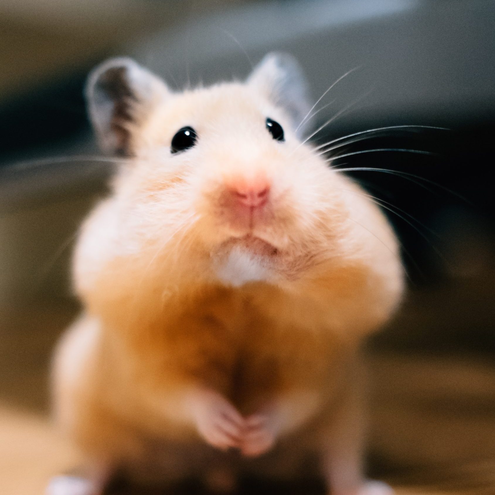 hamsters have cheek pouches