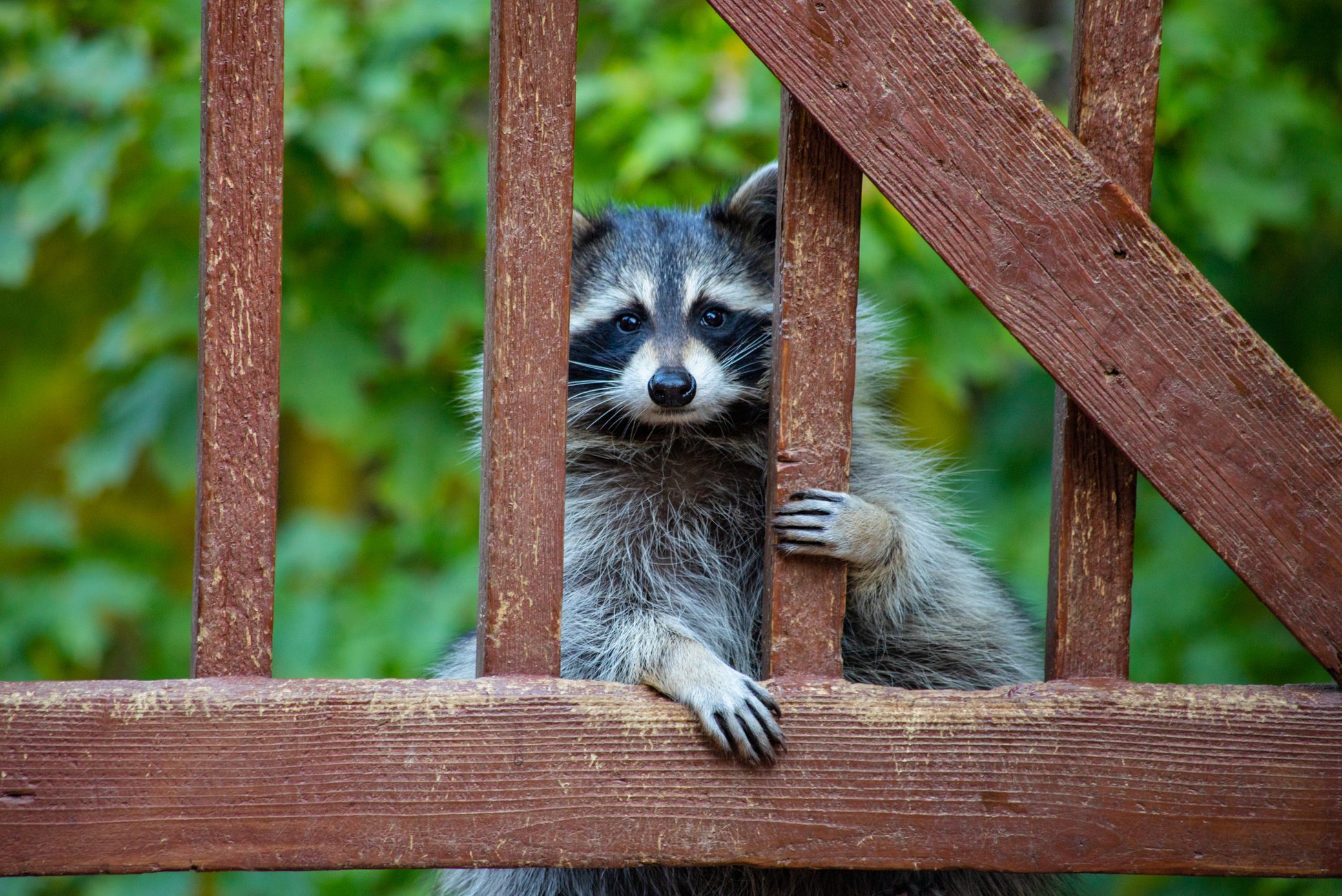 Raccoon Peering Through A Gate