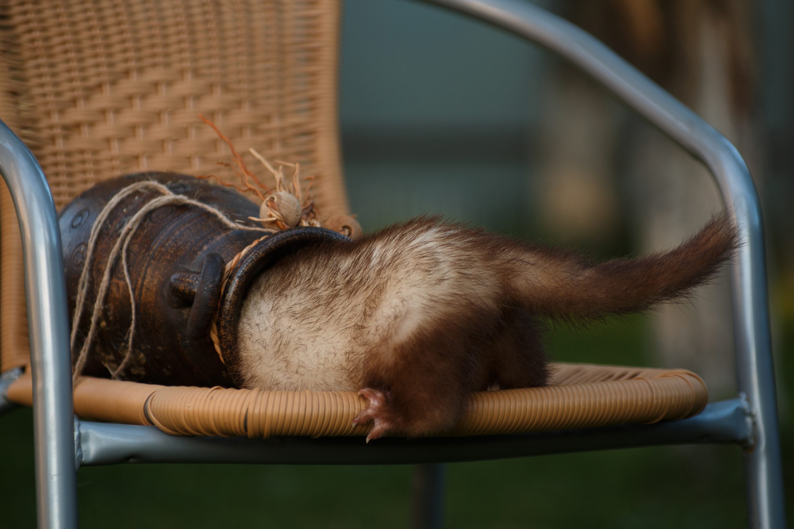 funny ferret hides in an amphora