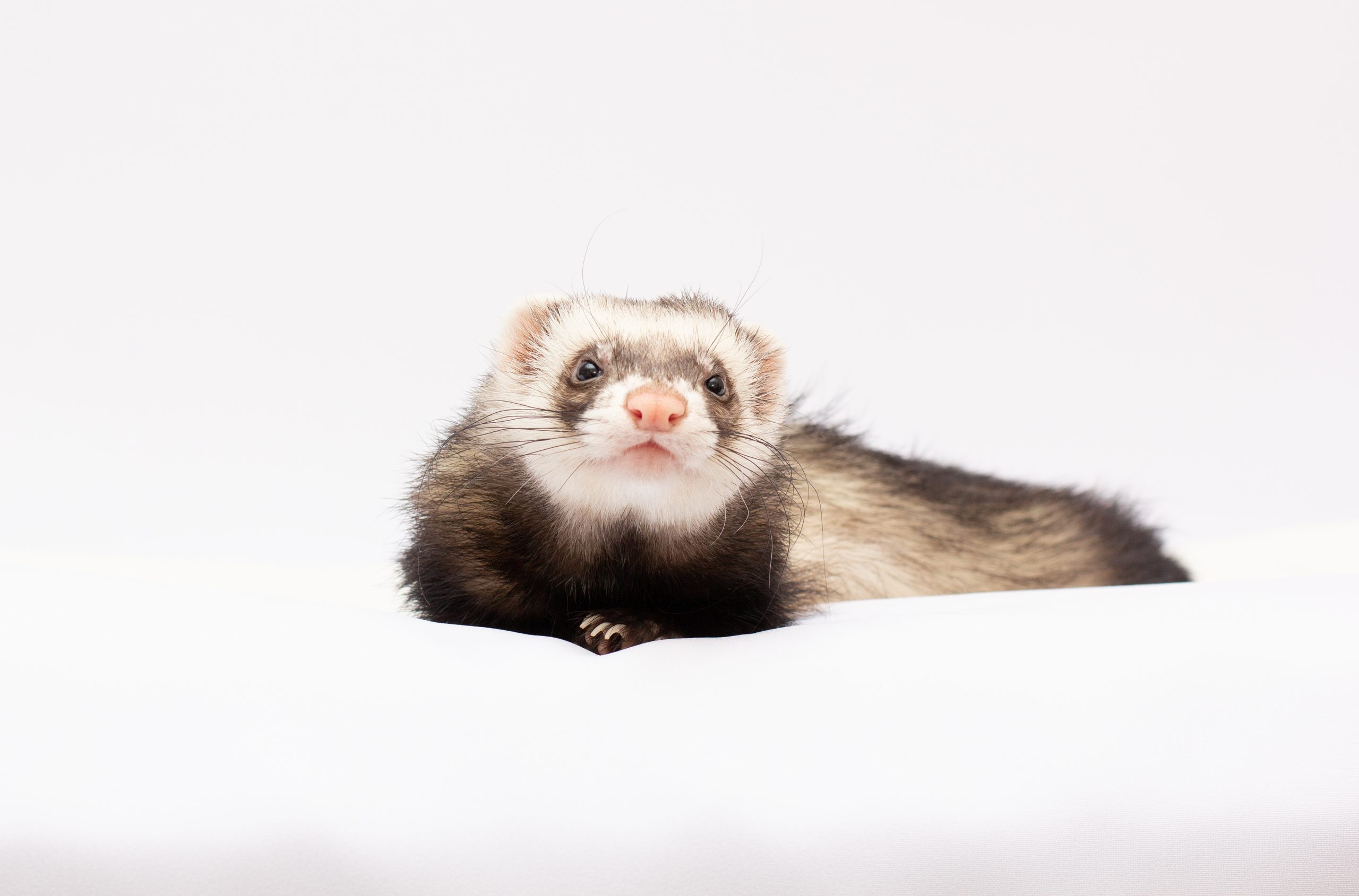 ferret in front of a white background