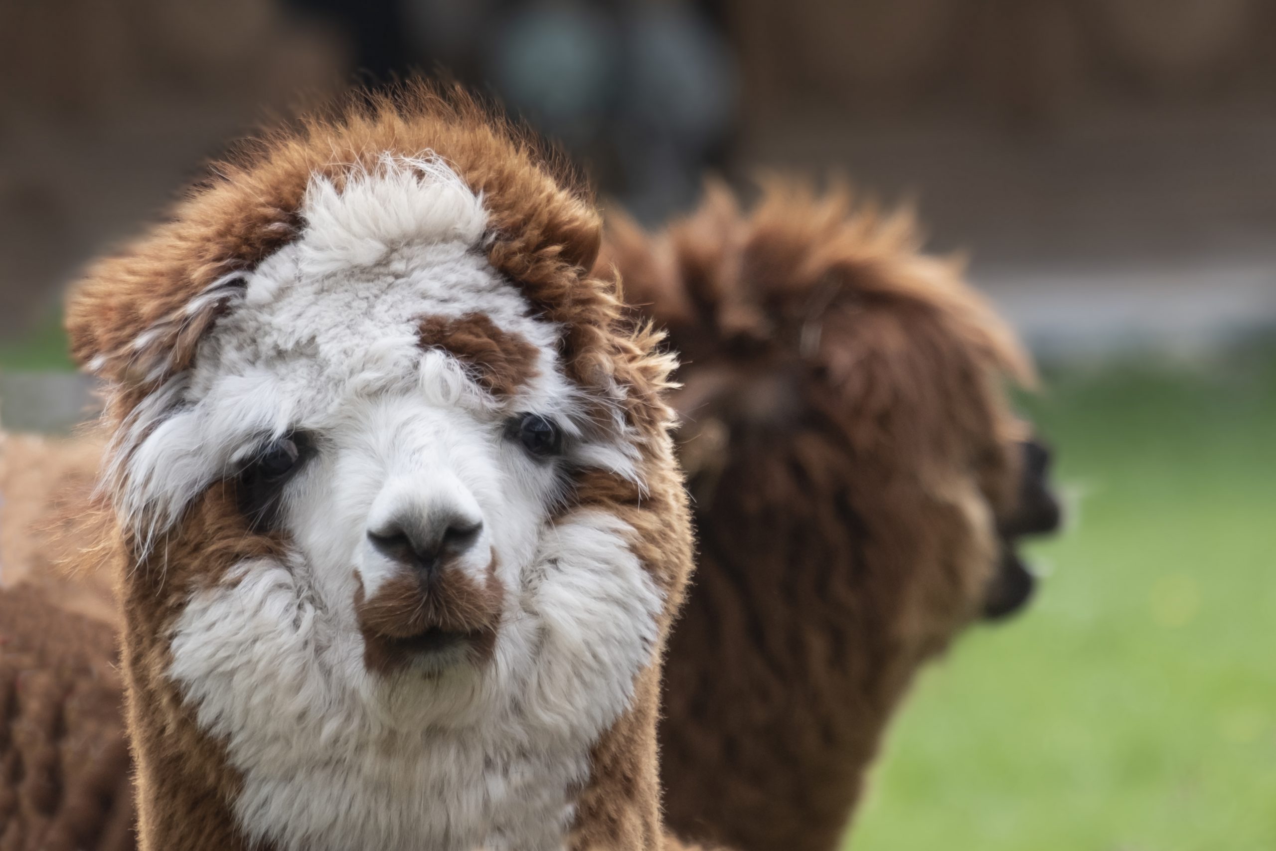 Close-Up Portrait Of A Alpaca On Field
