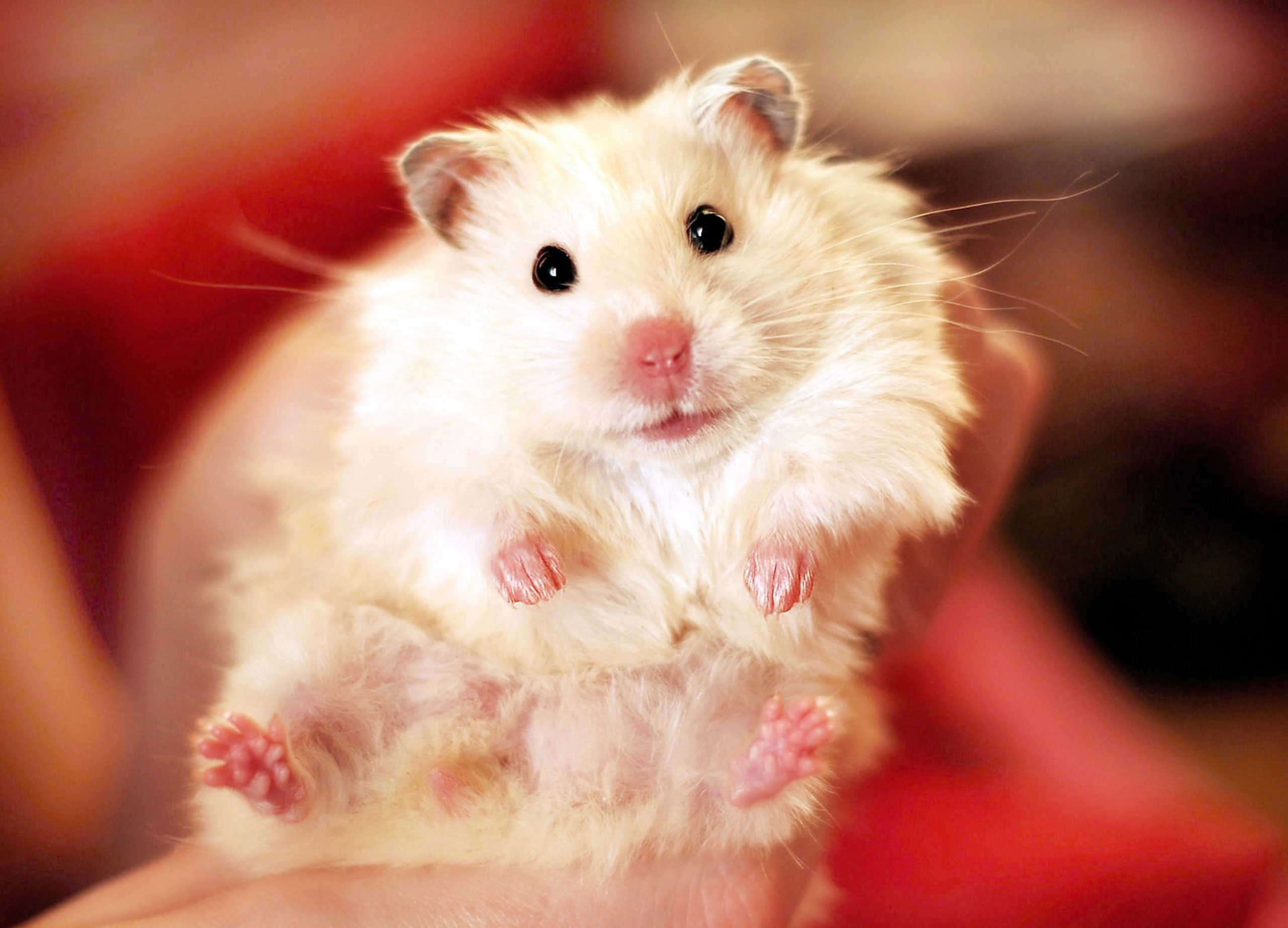 White longhaired syrian hamster