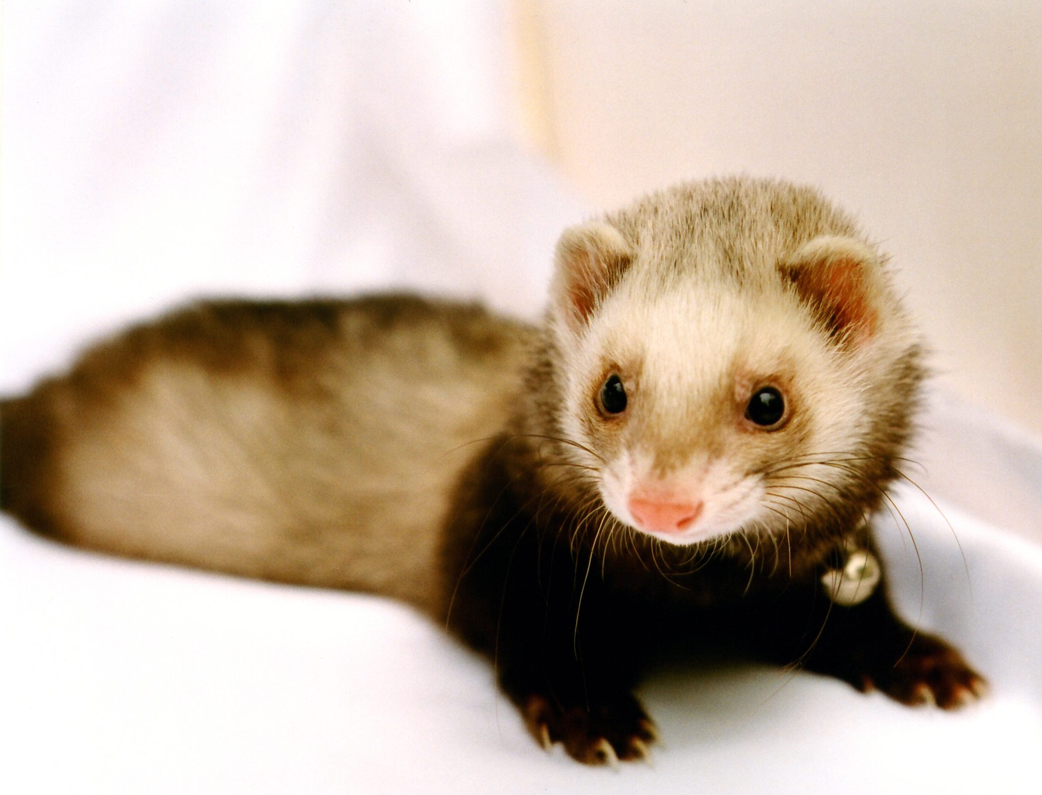 Chewy the Sable Ferret