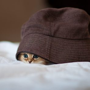 A kitten peeks from under a brown hat, resting on white bedding in a cozy room.