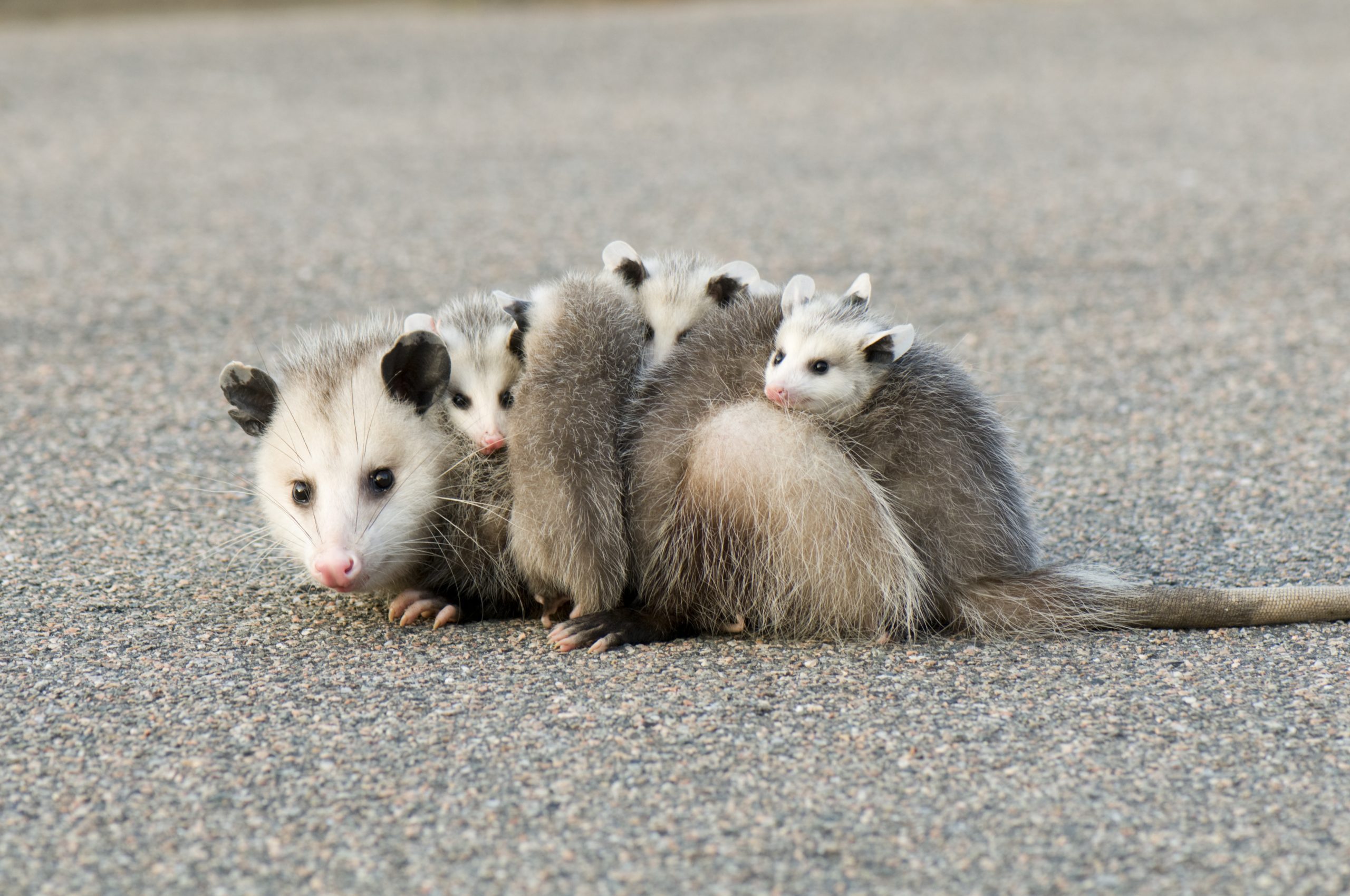 A mother opossum with its four babies on the pavement