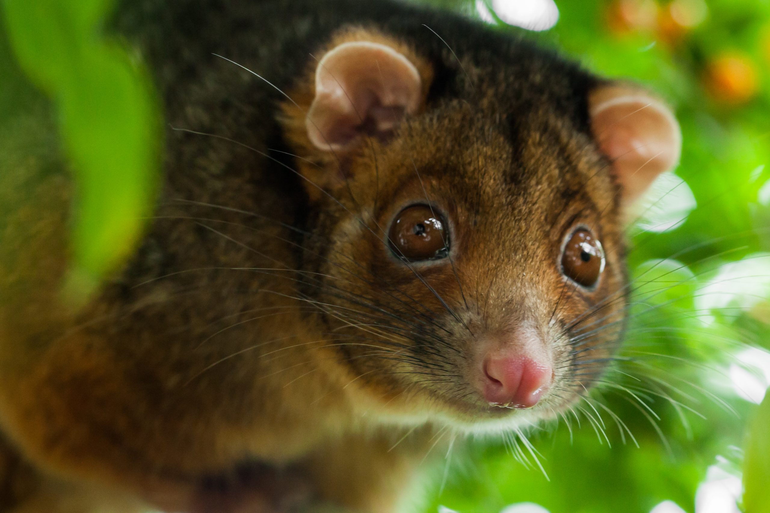 Ringtail Possum Shallow Focus