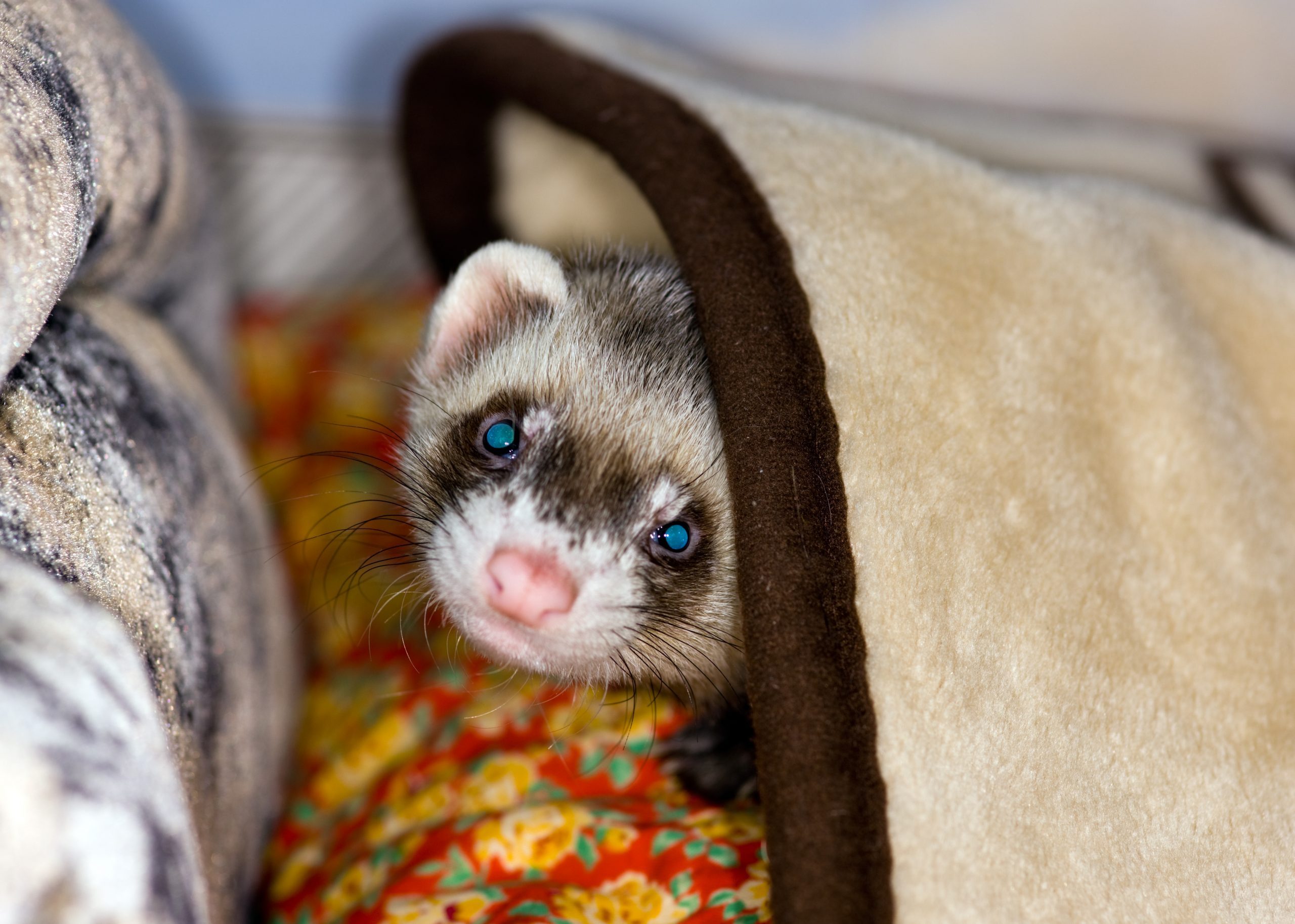 Polecat under a blanket
