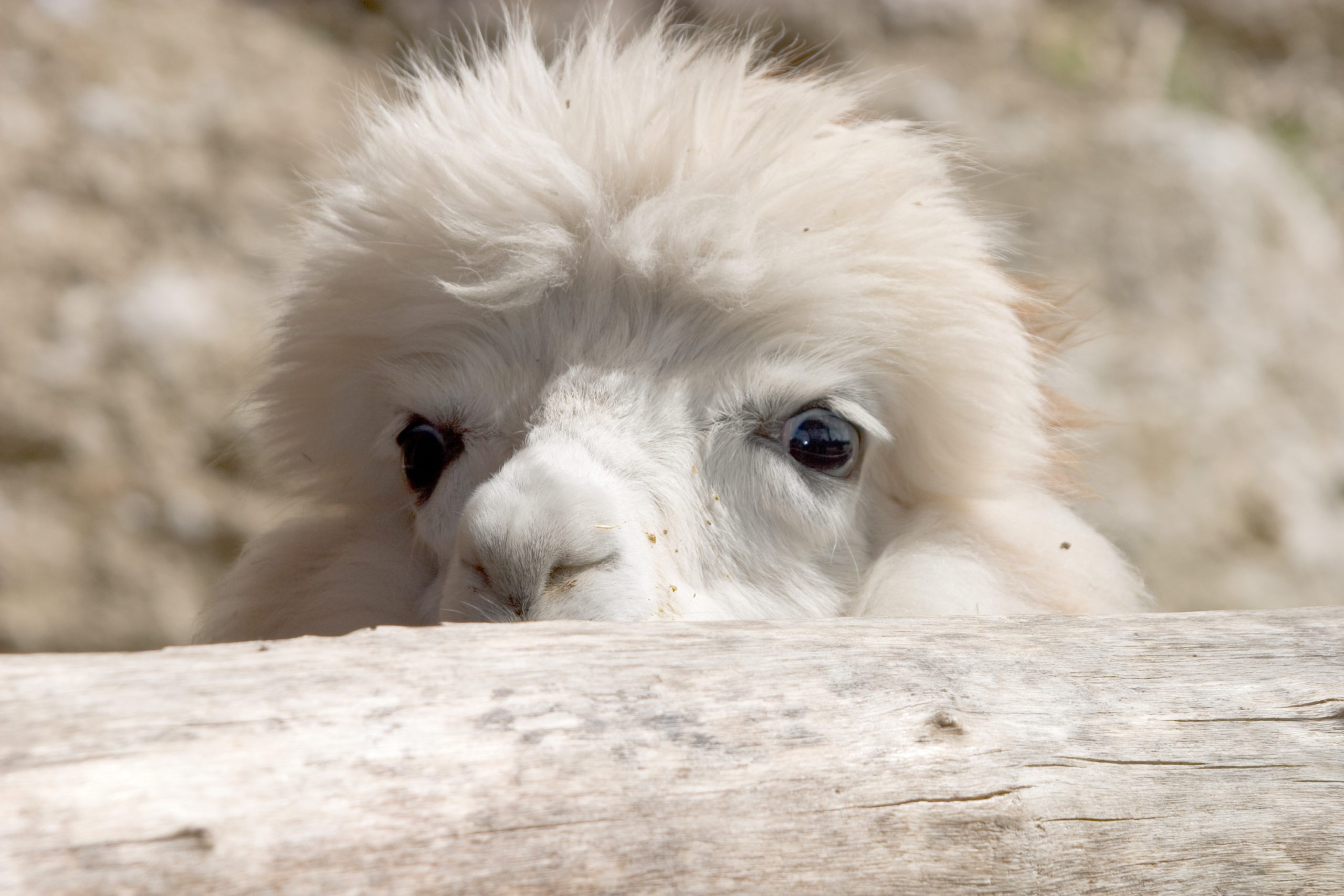 Cute looking alpaca