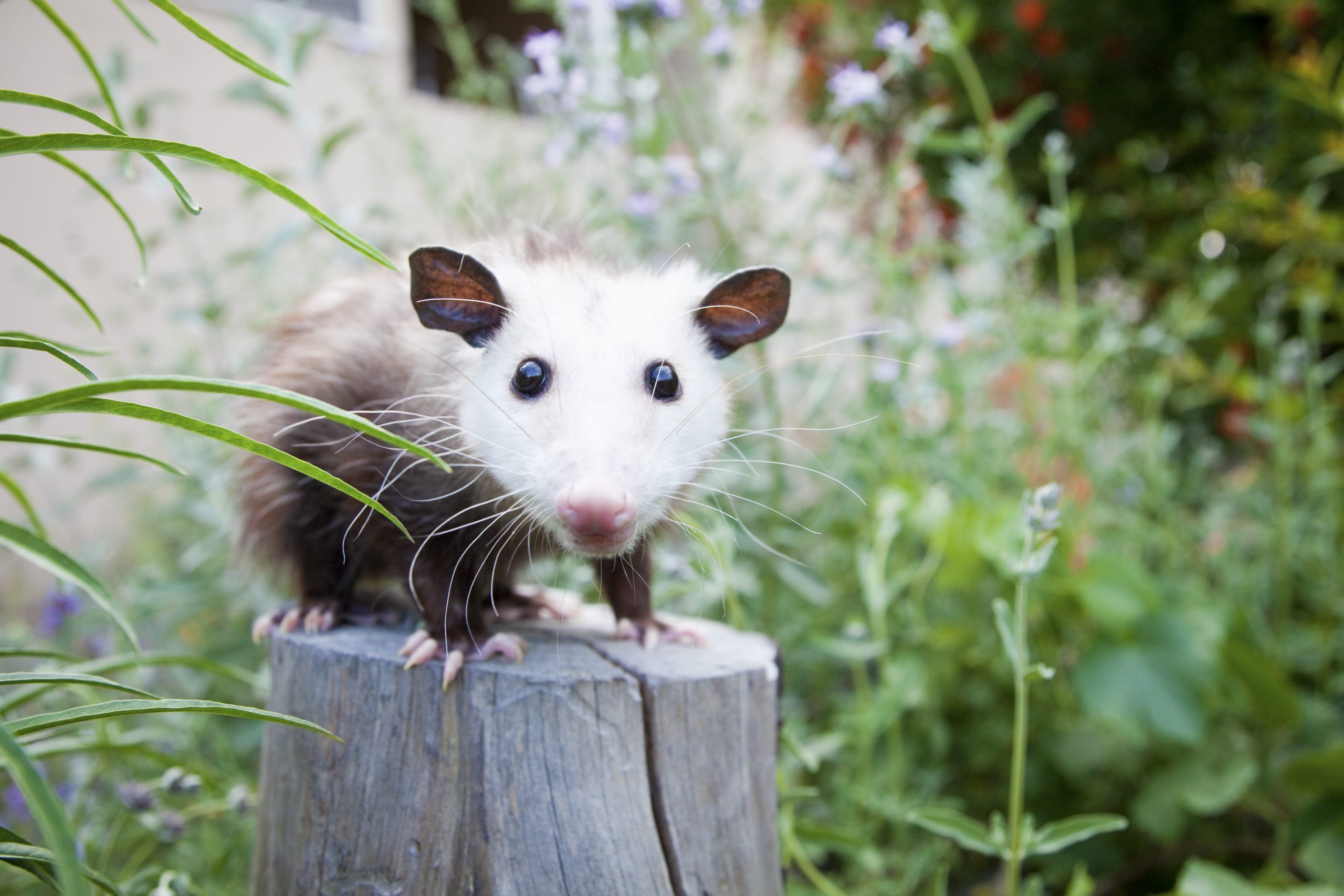 Pet possum on tree stump