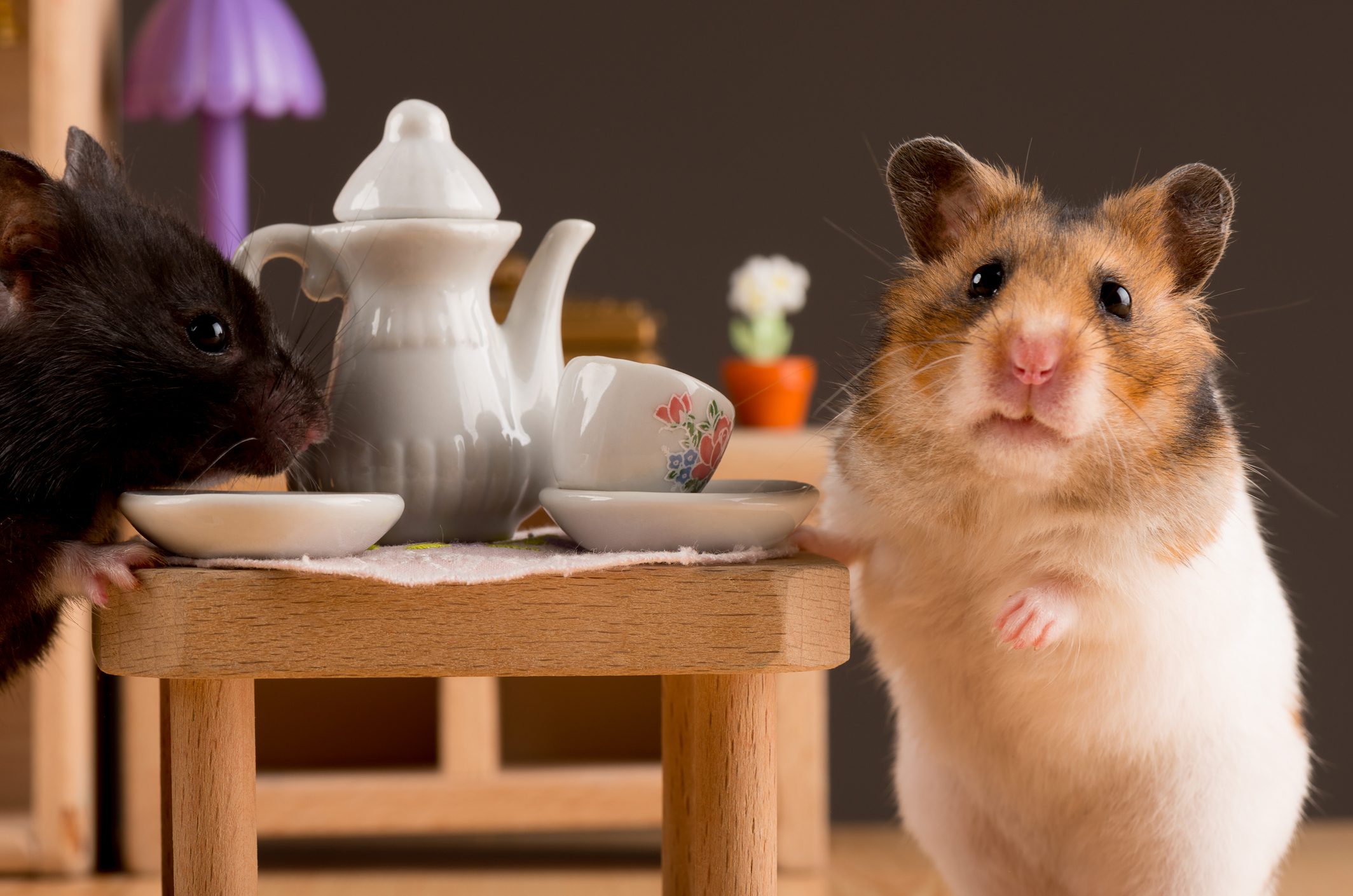 hamster posing