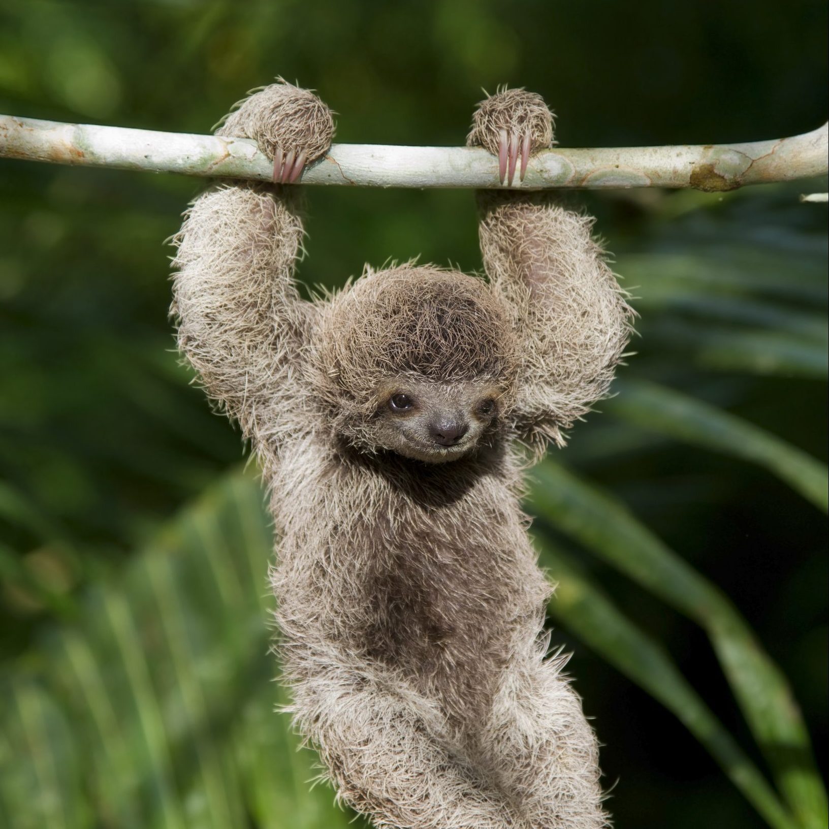 Baby Sloth
