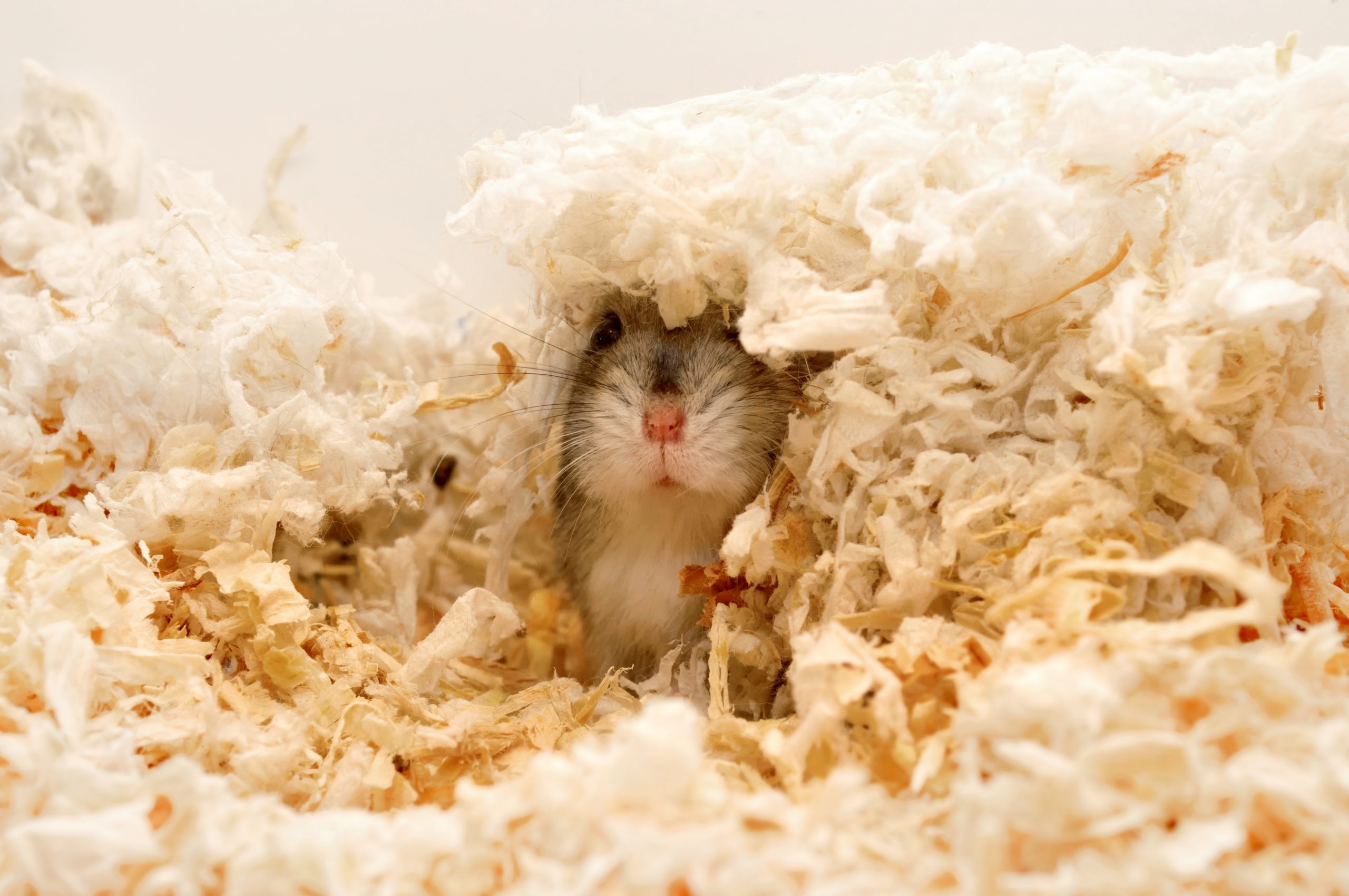 Find me! Dwarf hamster hiding