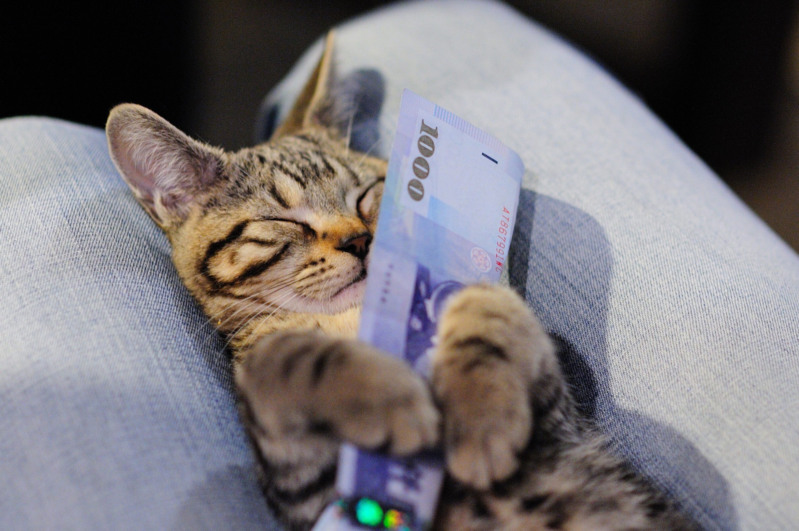 cash~ rich ~ Maneki-neko