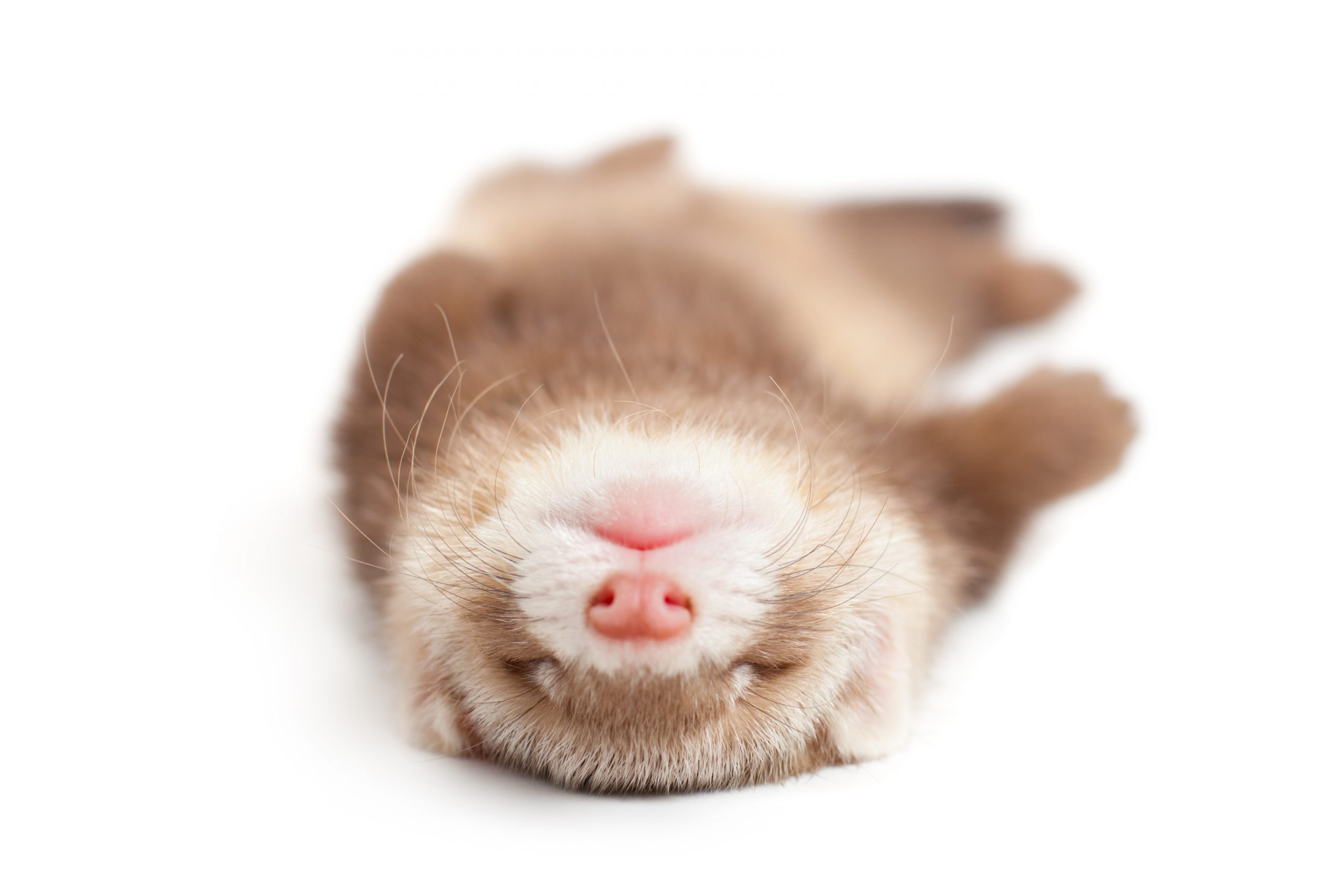 Ferret kit (4 weeks) on white background